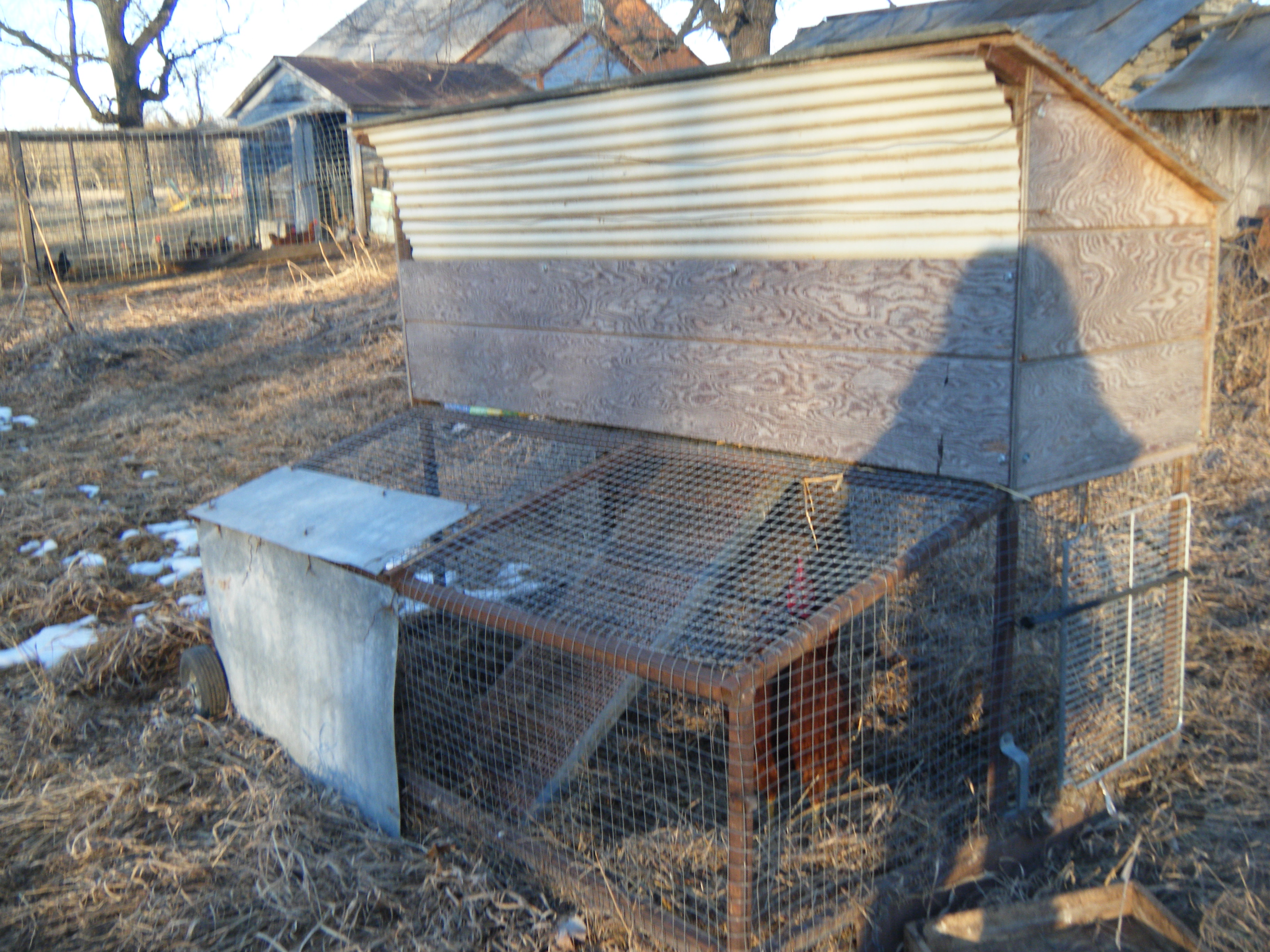 The chicken tractor my dad built for my bantams, but ended up as a rooster pen (you can kinda see Jeff lookin at me)