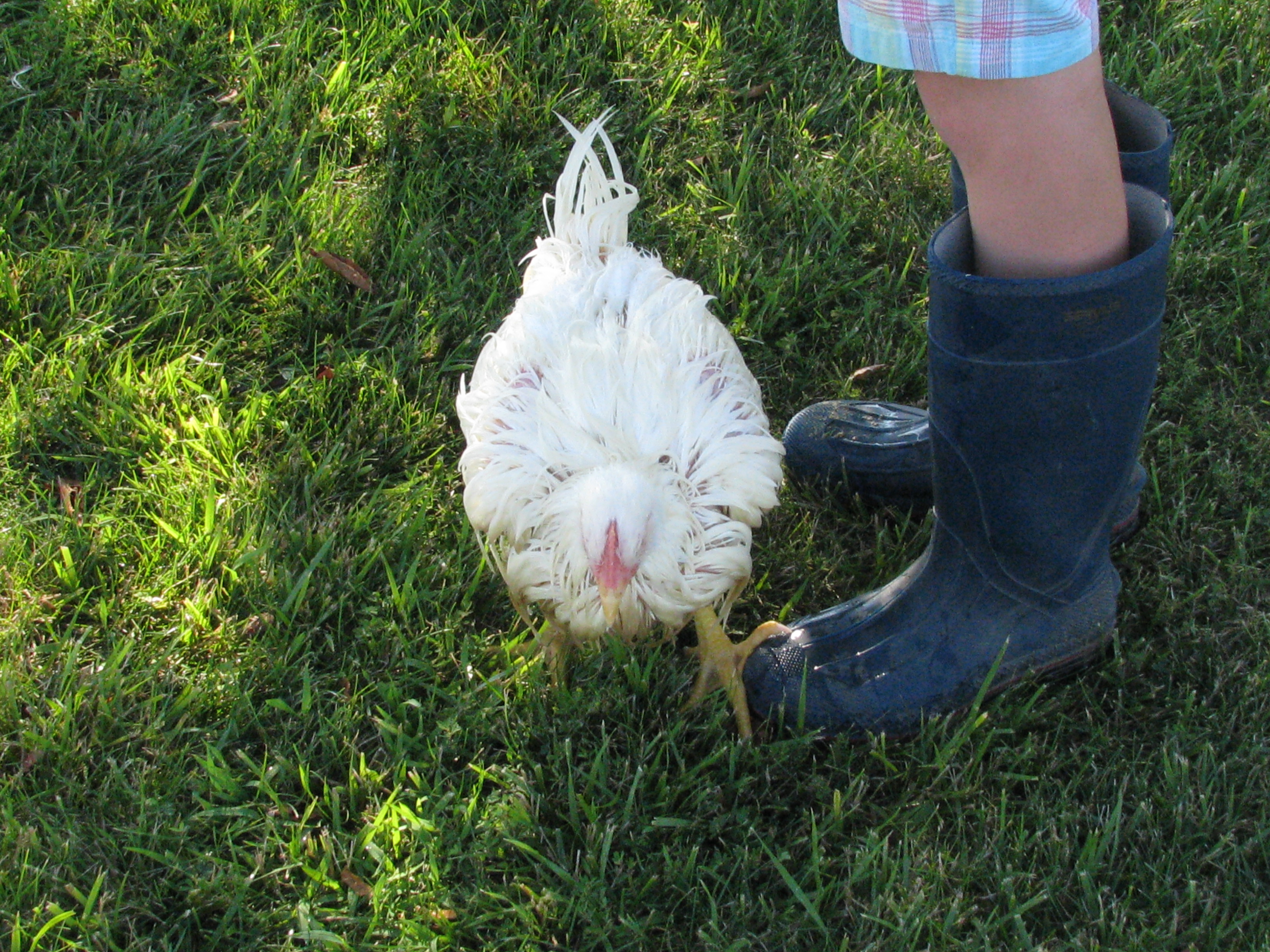 The chicken washed and ready for the fair!! :)