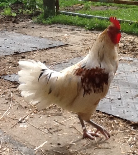 The chicken with "little chicken syndrome".  Just like a little dog trying to rule the roost  this guy tries to boss everyone around.   Too bad the old hen didn,t get the memo.