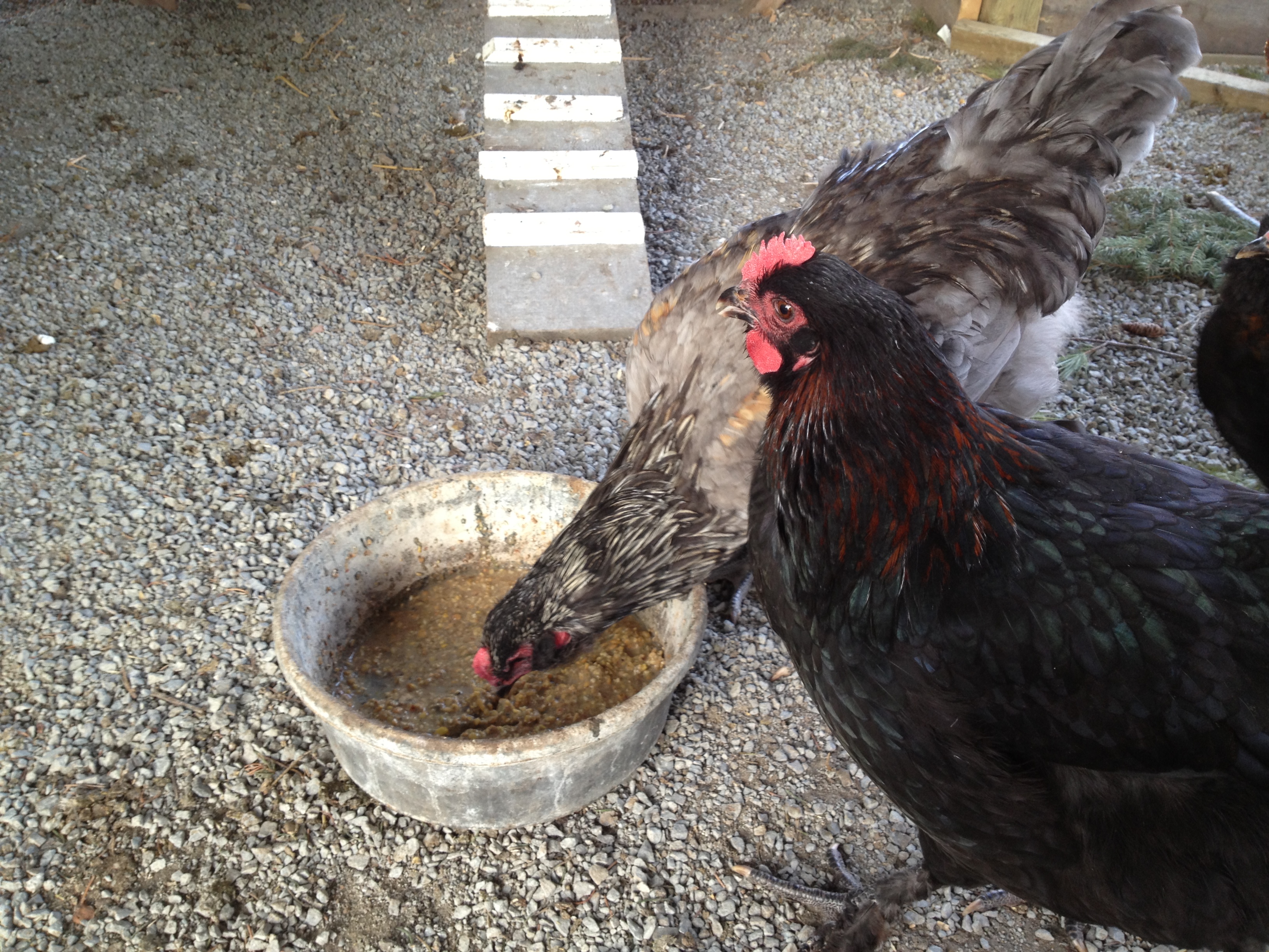The chickens are a little concerned and skeptic after I put up a small tarp on the side of run.