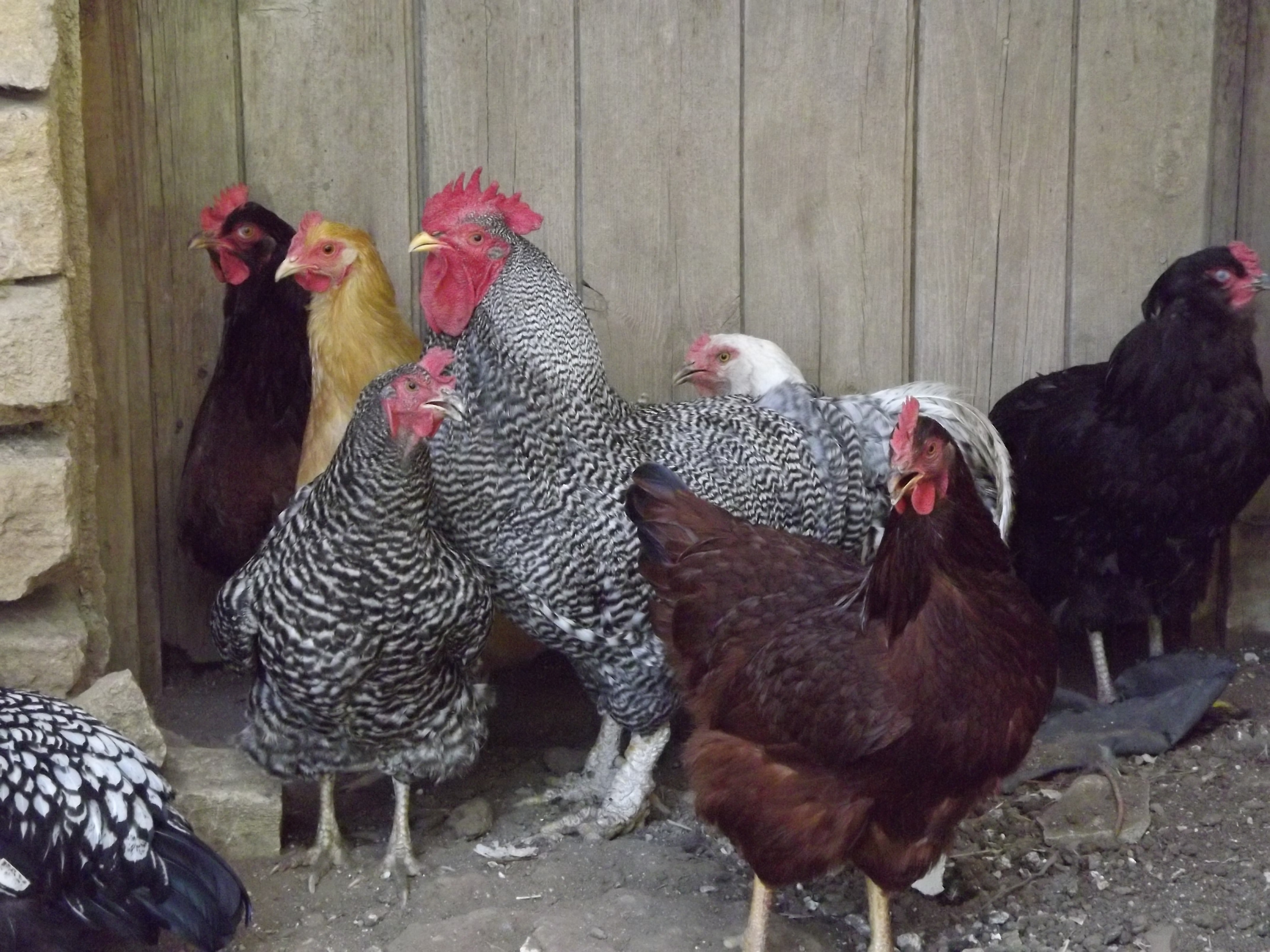 The chickens are all hanging out at the basement door trying to catch some of the AC slipping under the door. It's 105 degrees today and they're not to happy.