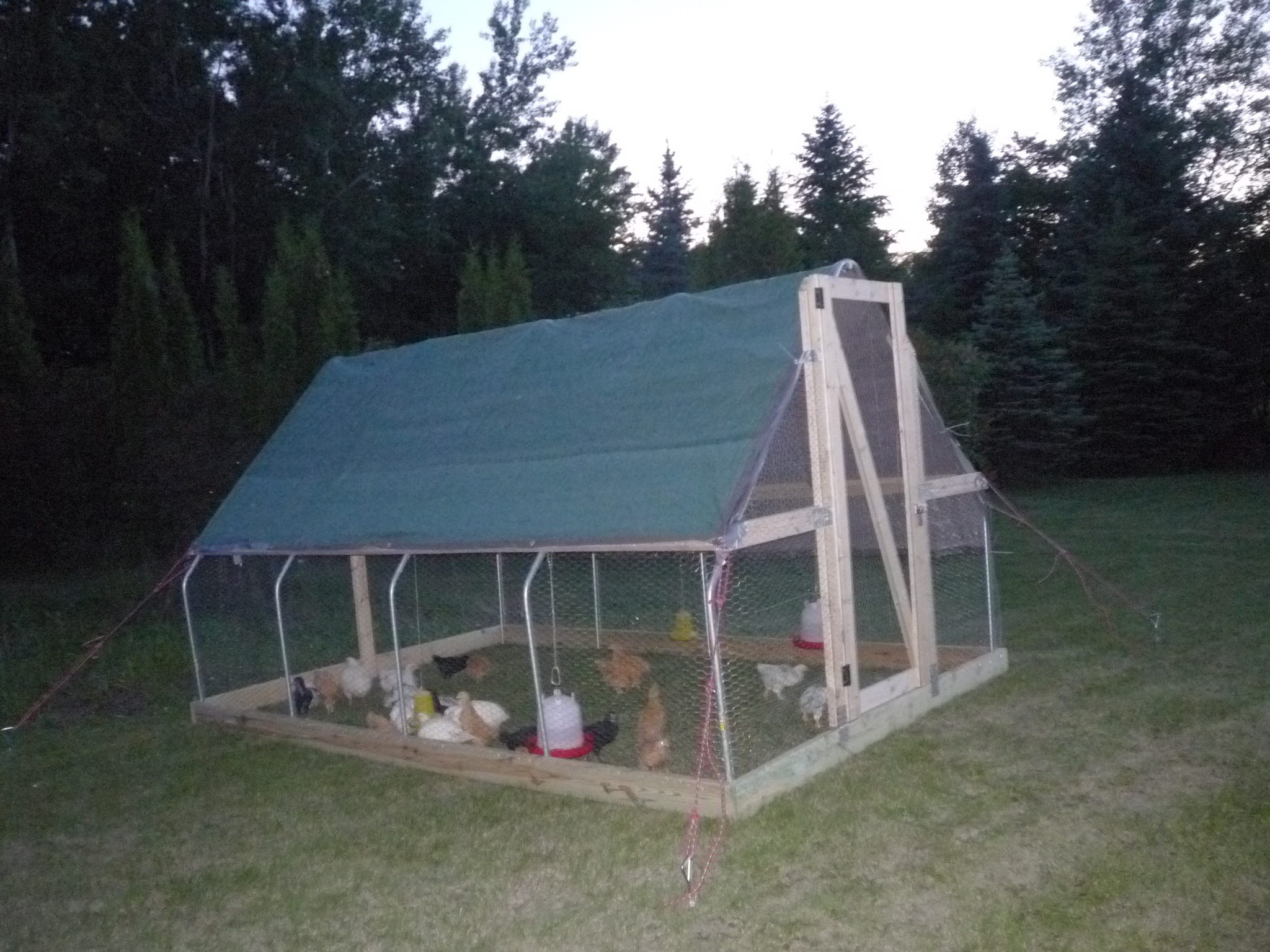 The chickens are enjoying their new home.