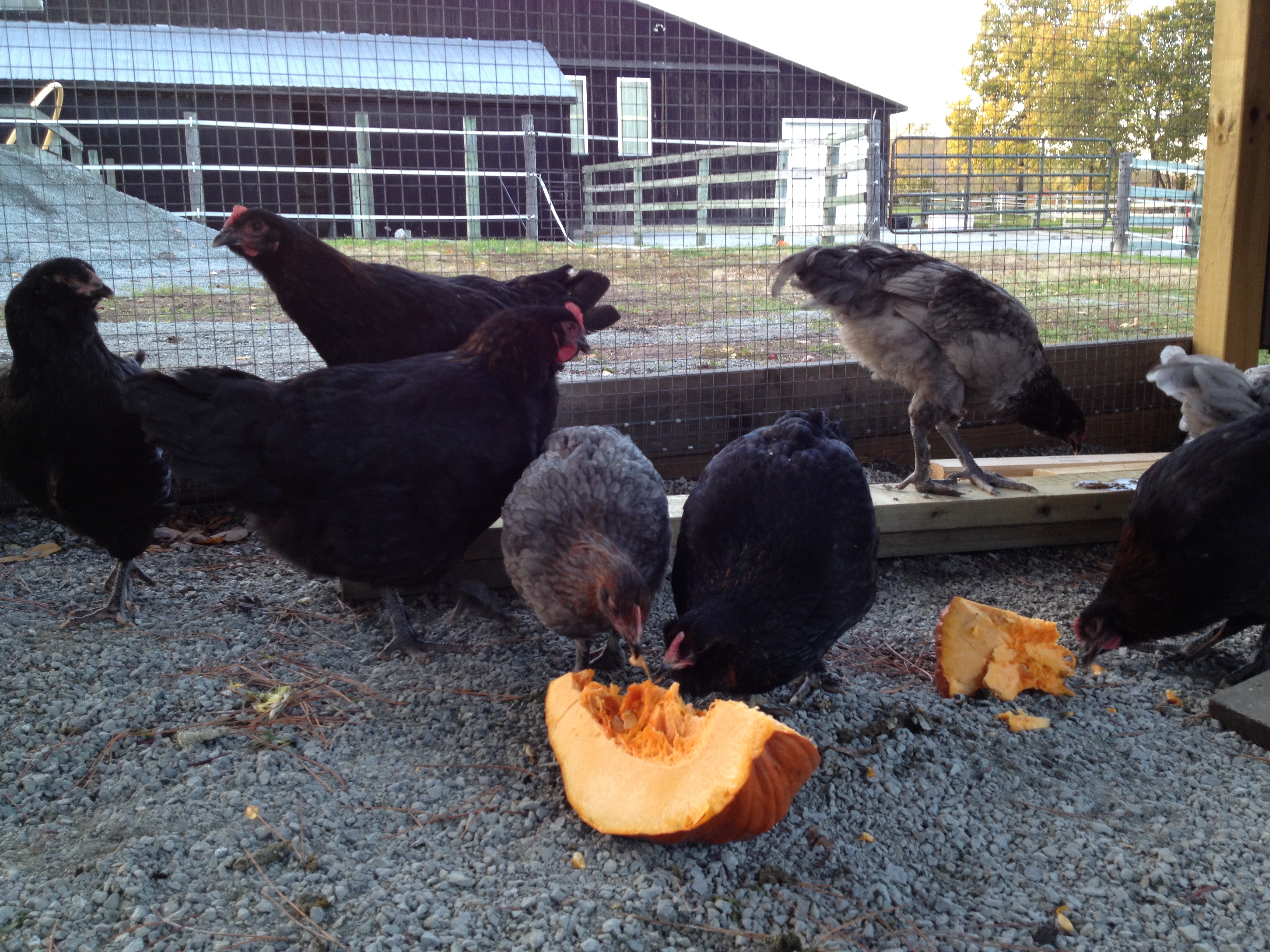 The Chickens are Home!