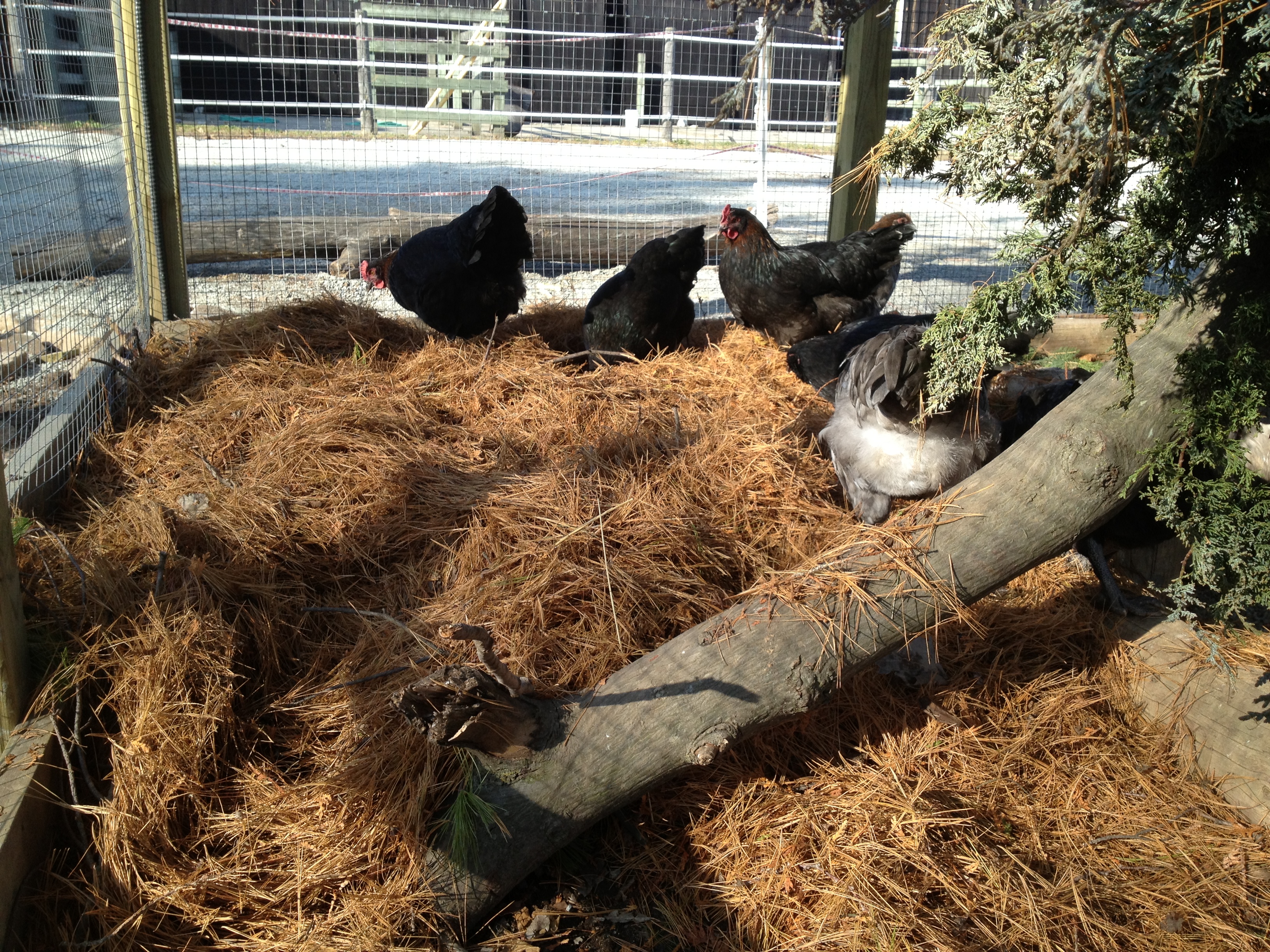 The chickens are so funny, today I took all the broken and dried up leaves out of the run.
Then I thought what else can I put in there.   Hmmm,  the dried pine needles that are sitting on the driveway (I never got around to raking them up). 
Well who would of thought, that dried pine needles would be so much fun for the chickens.
They couldn't wait to get in there and start scratching away.