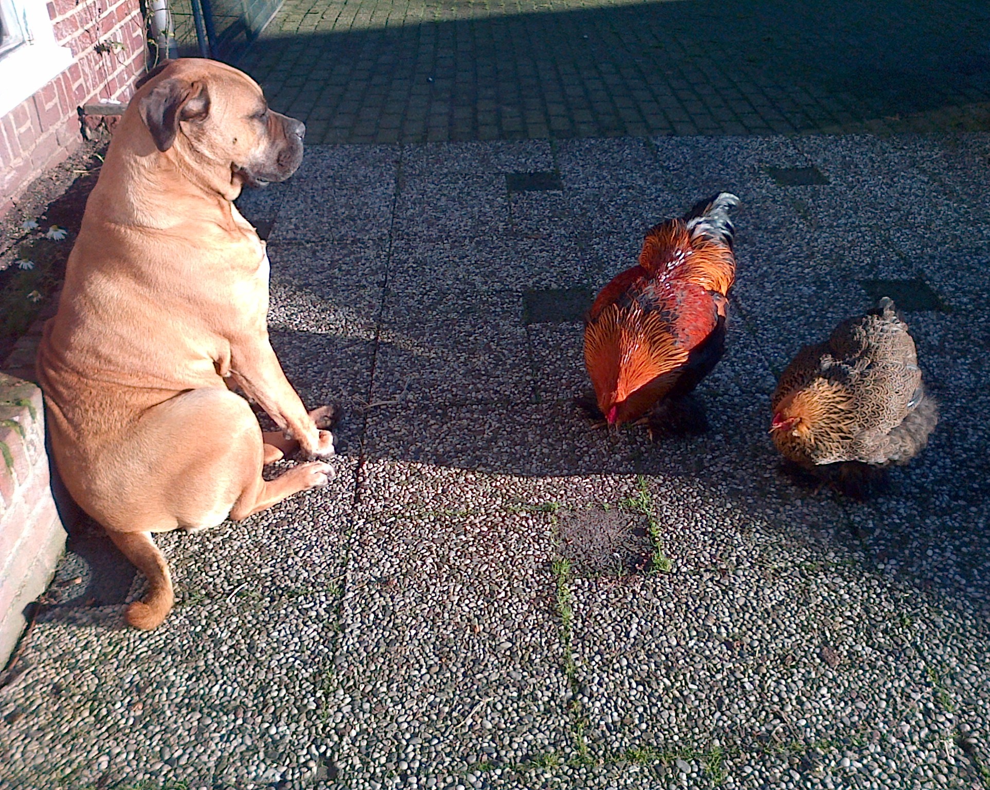 The chickens bodyguard!