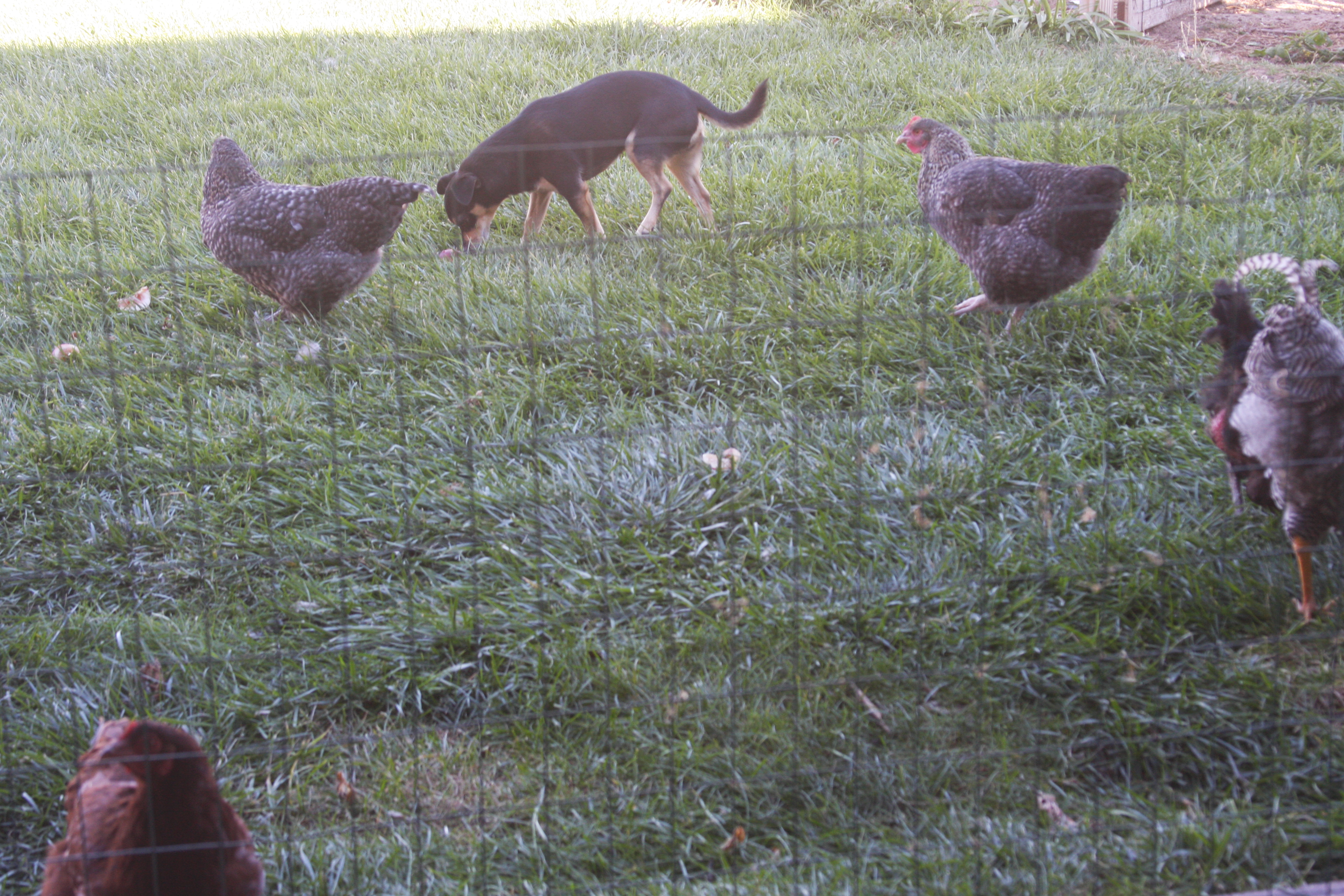 The chickens come out of hiding when Deuce (dog) is outside.
