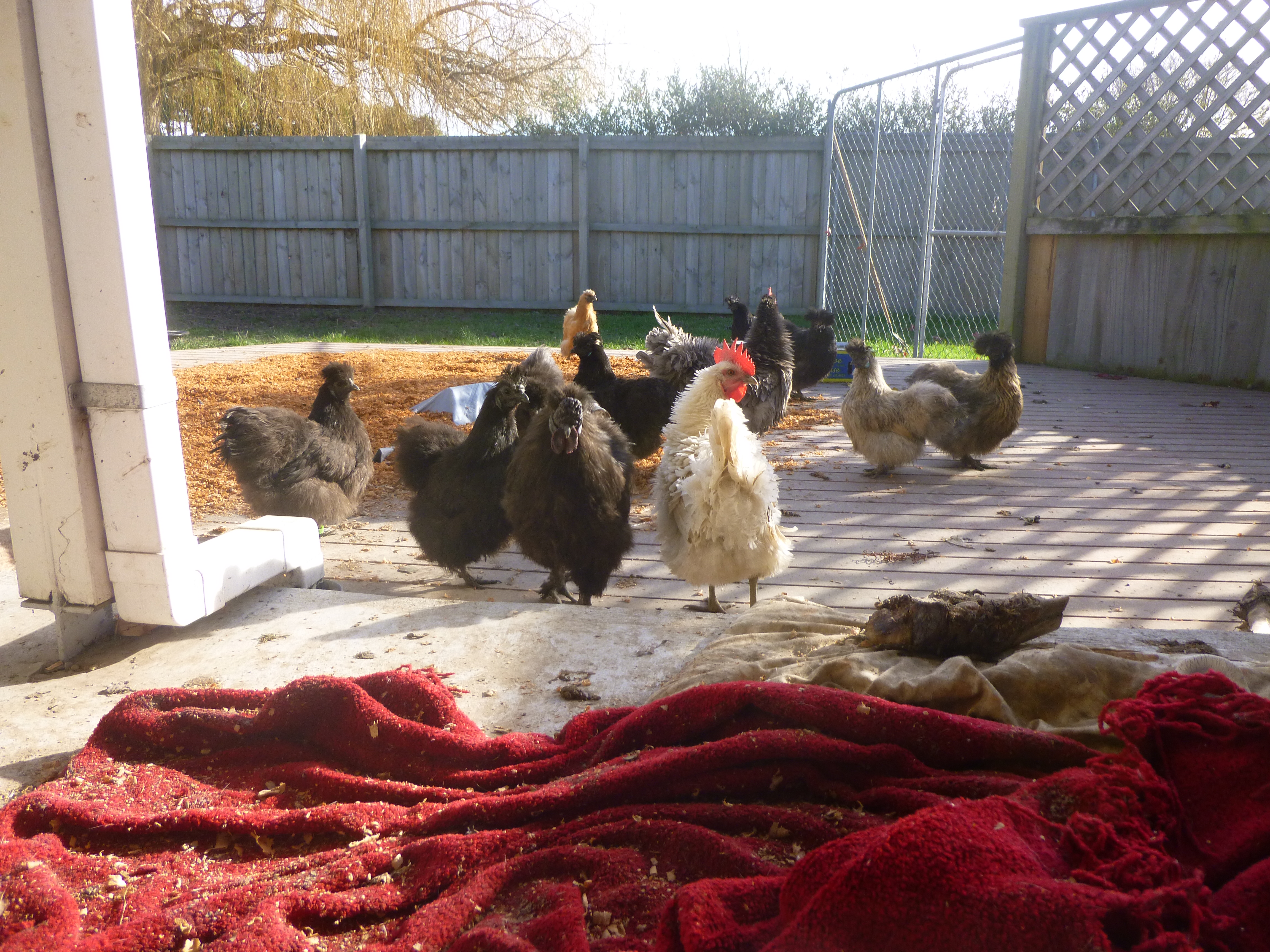 The chickens have taken over the decking and porch area..... They have scattered the sawdust and dug up and scratched out the dog bedding
