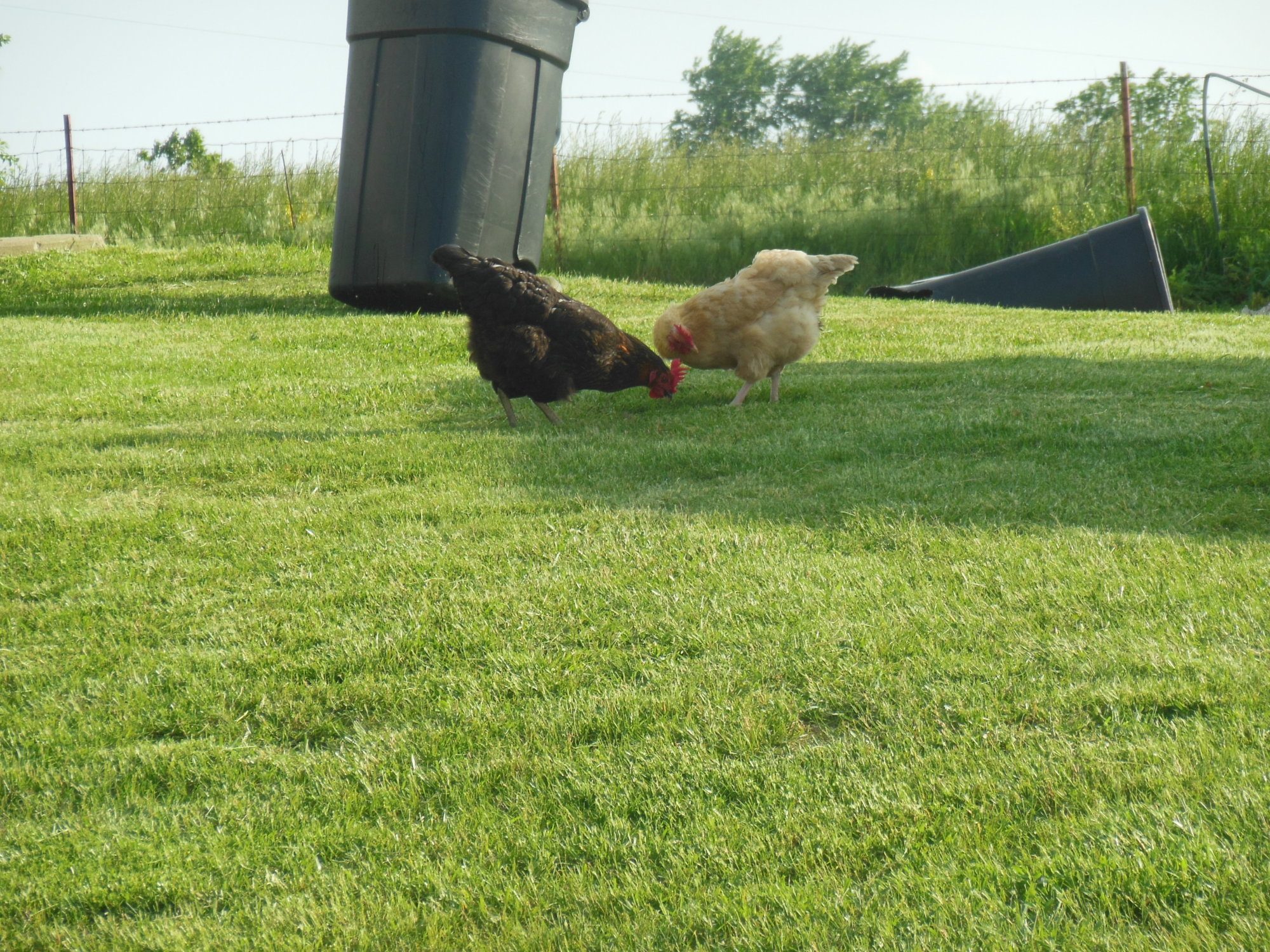 The chickens looking for a snack.