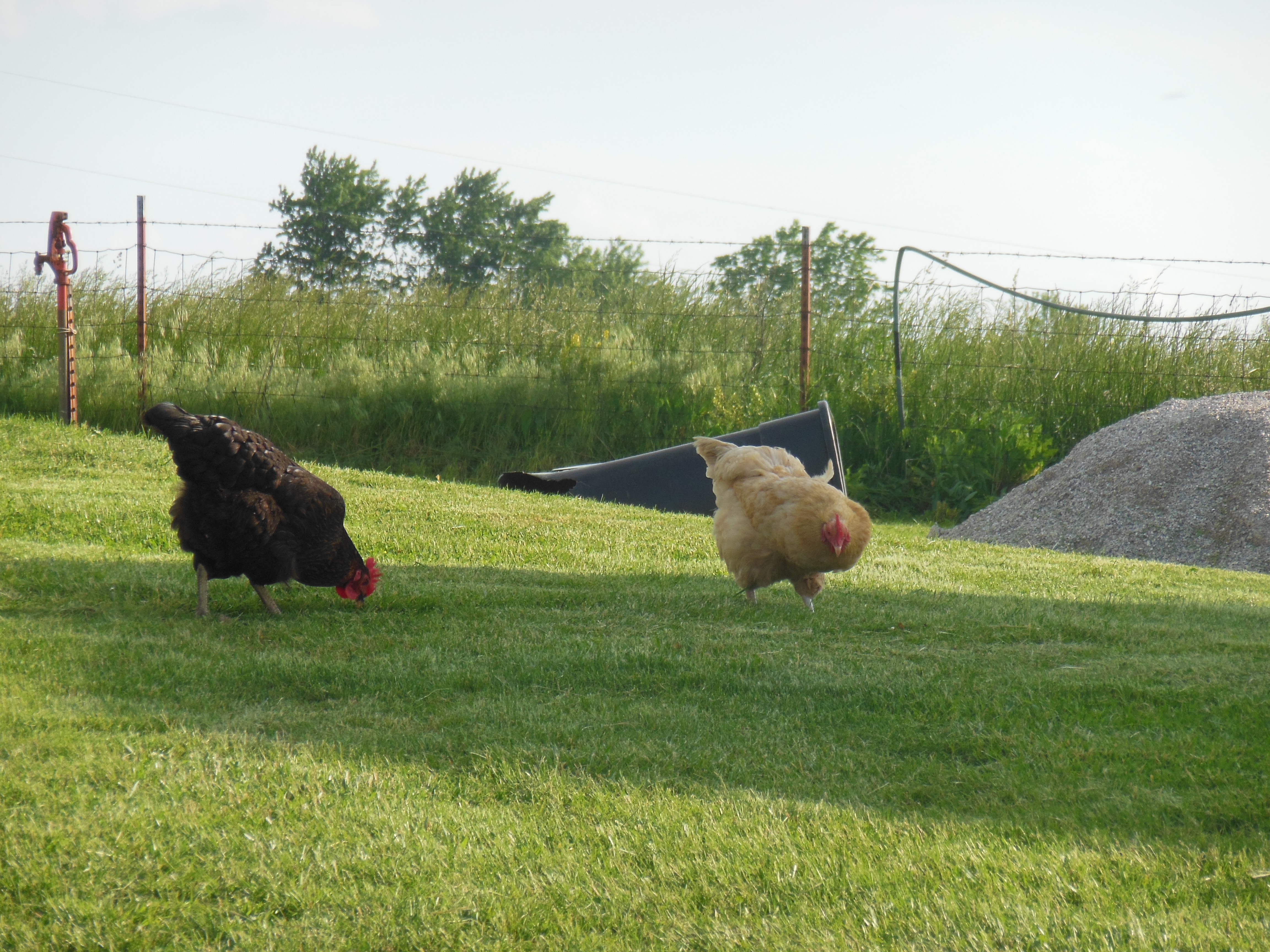 The chickens looking for a snack.
