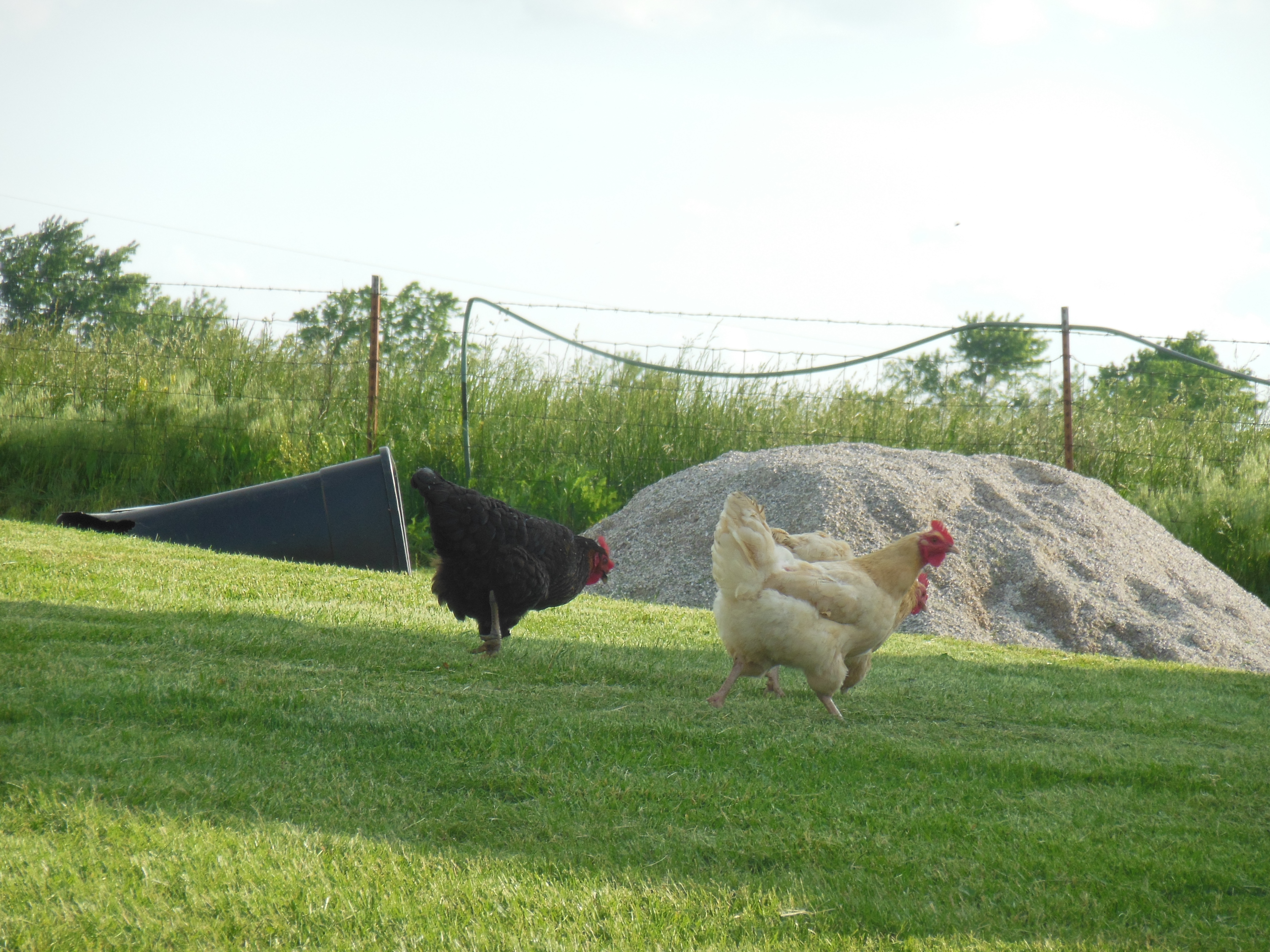 The chickens looking for a snack.