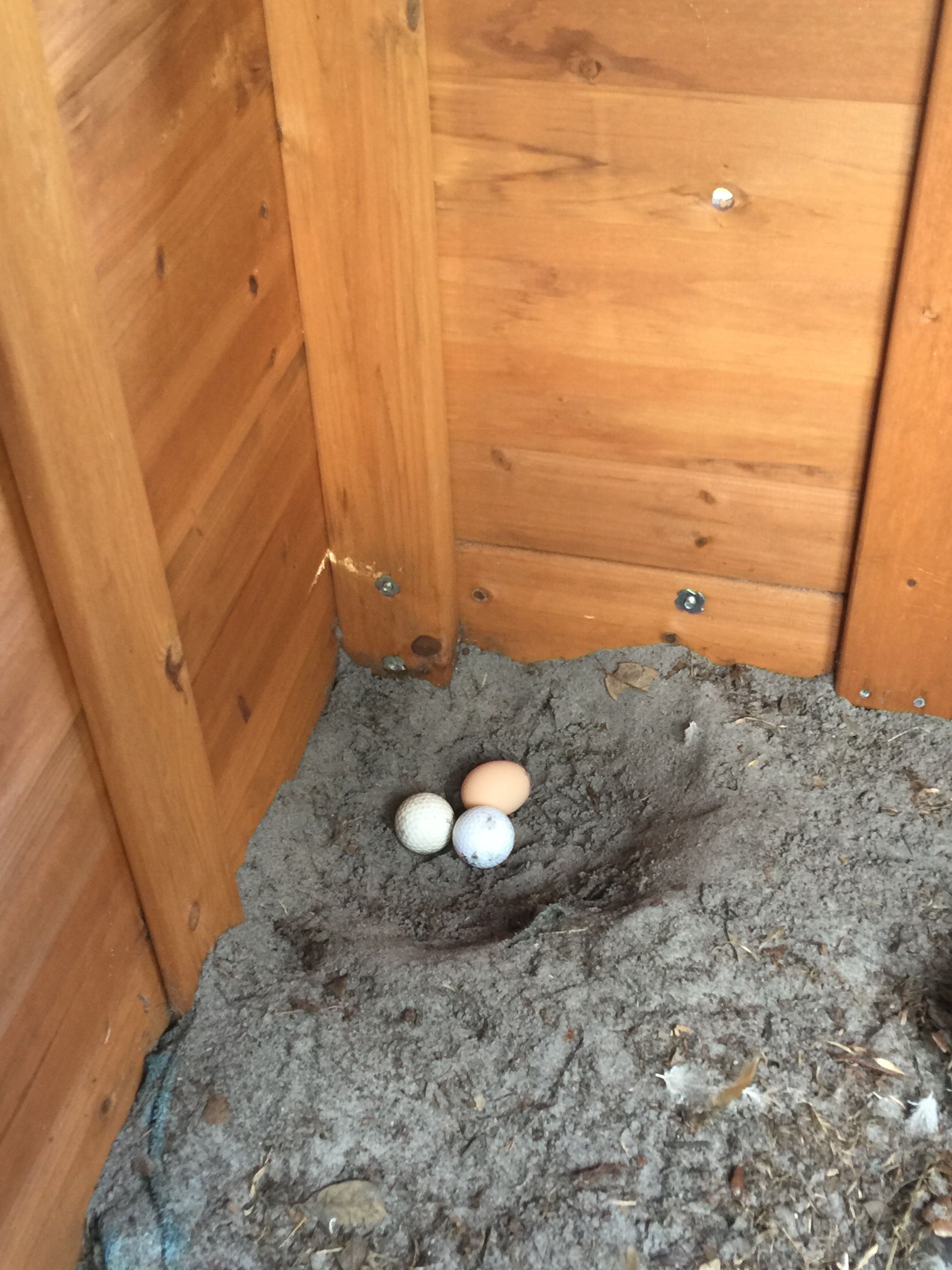 The chickens loved this hiding spot in the kids playset so I cleared it out and now this is where they lay!! It was perfect bc the sand is always dry and soft.  I had to do the golf ball trick and it worked!! Within 5 hours of them finding the golf balls they suddenly realized their purpose!!!