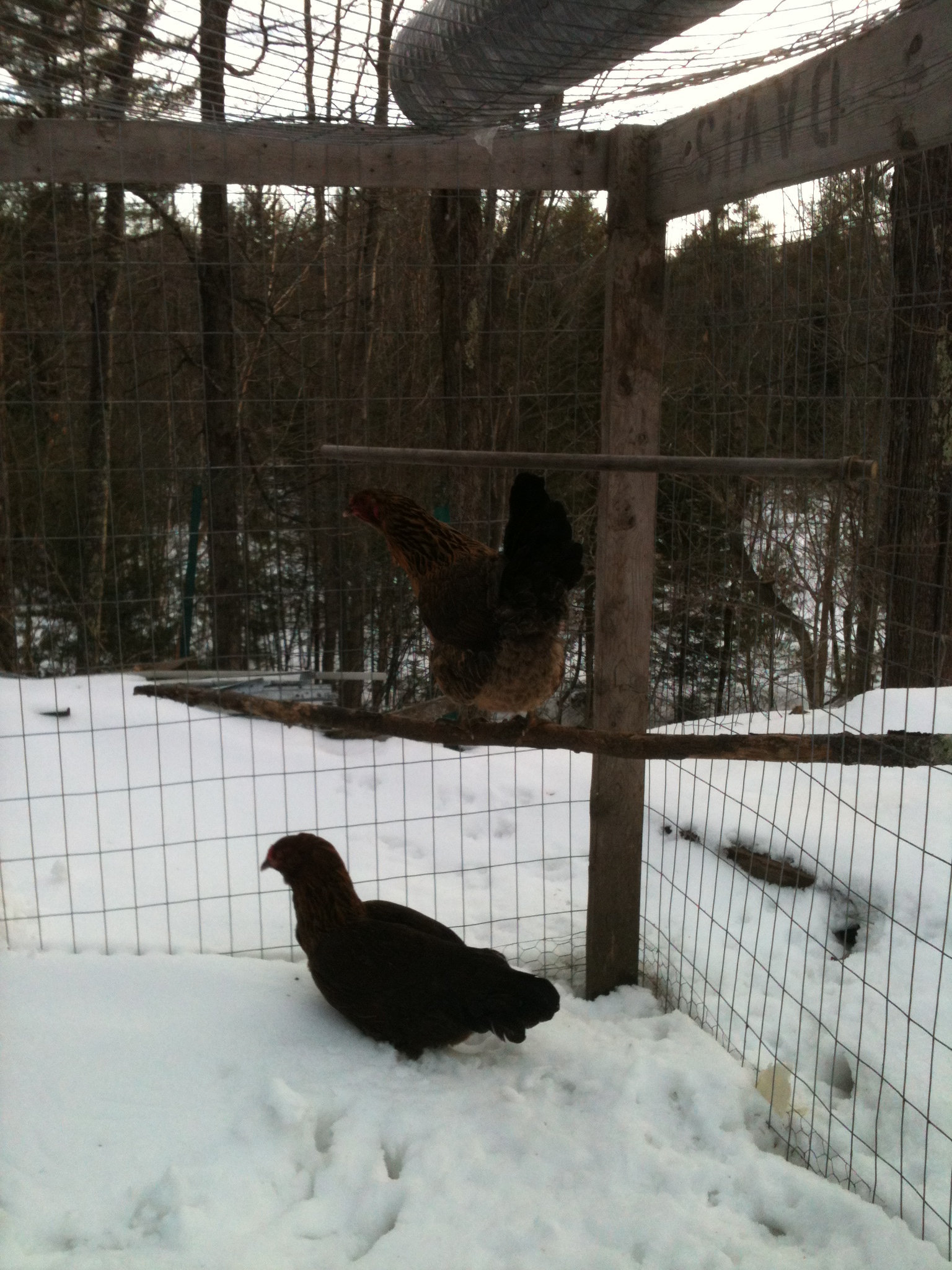 the chickens playing in the snow last winter..