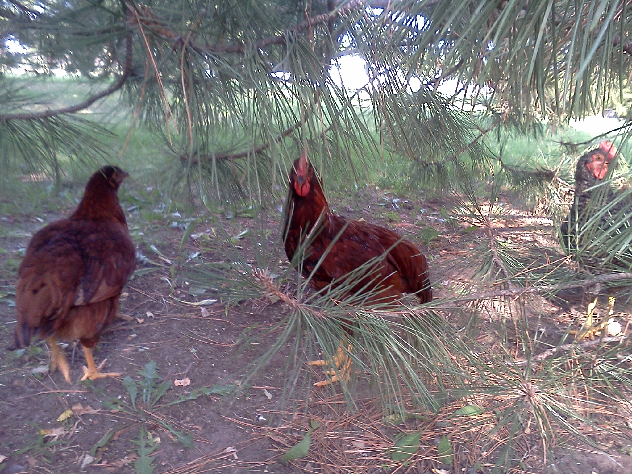 The chickens playing in their favorite tree again! They turned 5 months today! Penny is my hen on the left and my roos Max and Charlie are on the right!