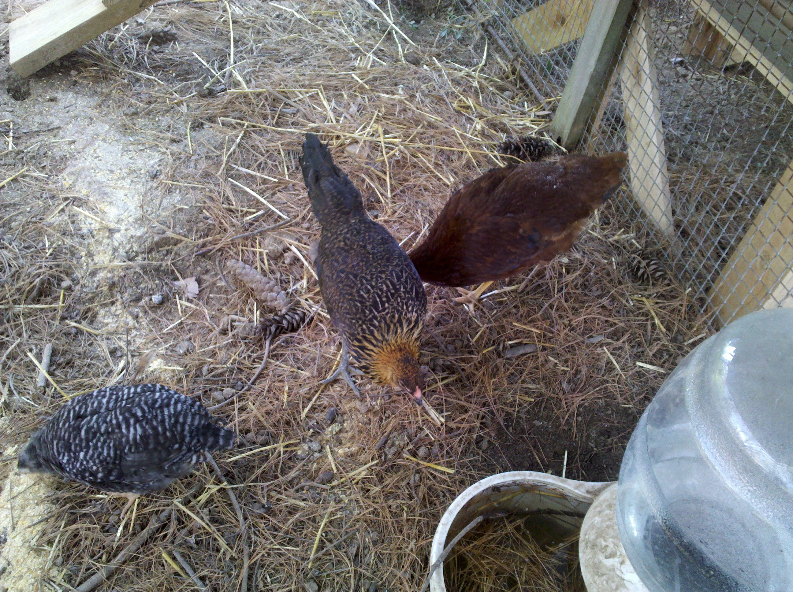 The chickens scratching the ground for some yummy worms!