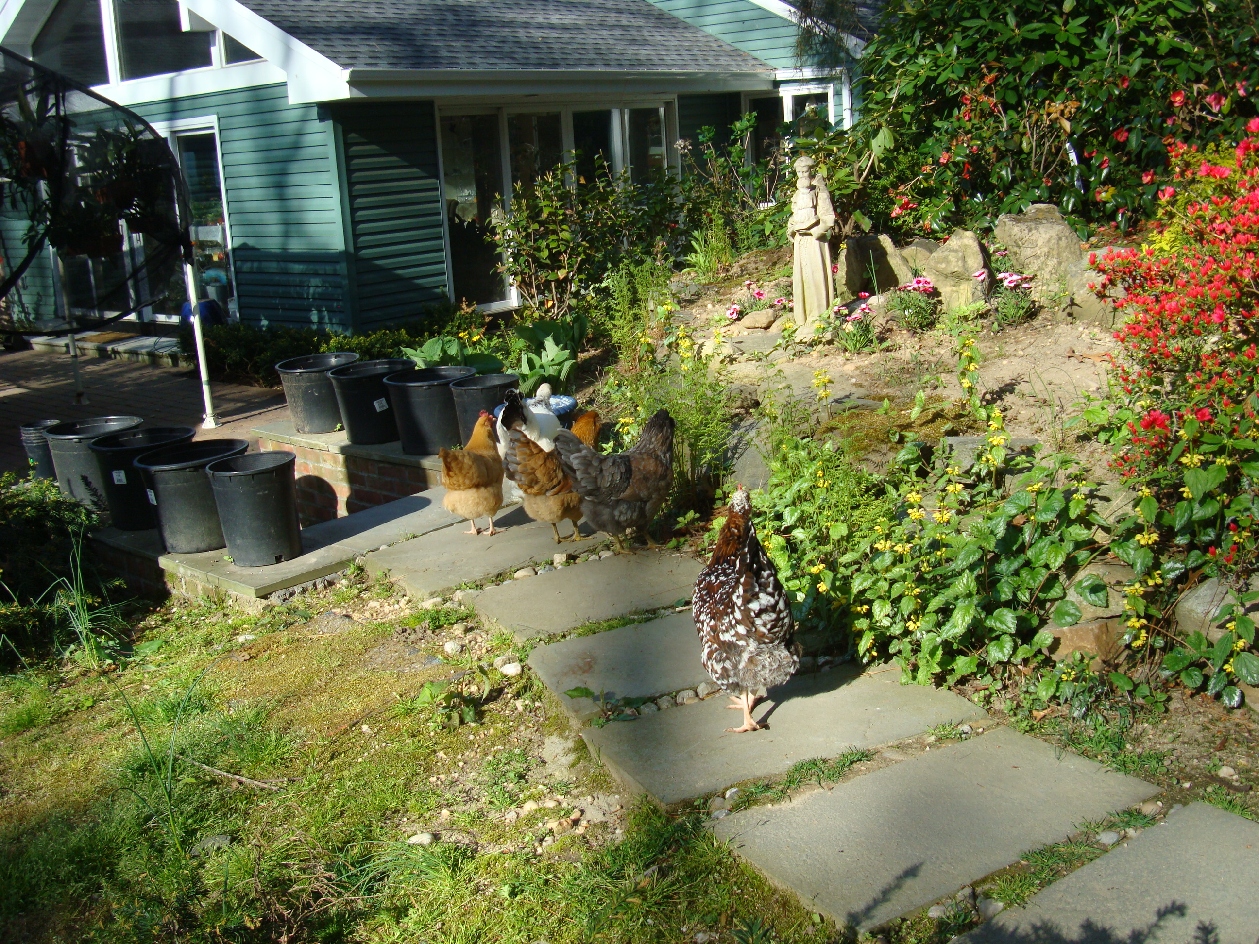The chickens stopped to figure out who the little guy was????