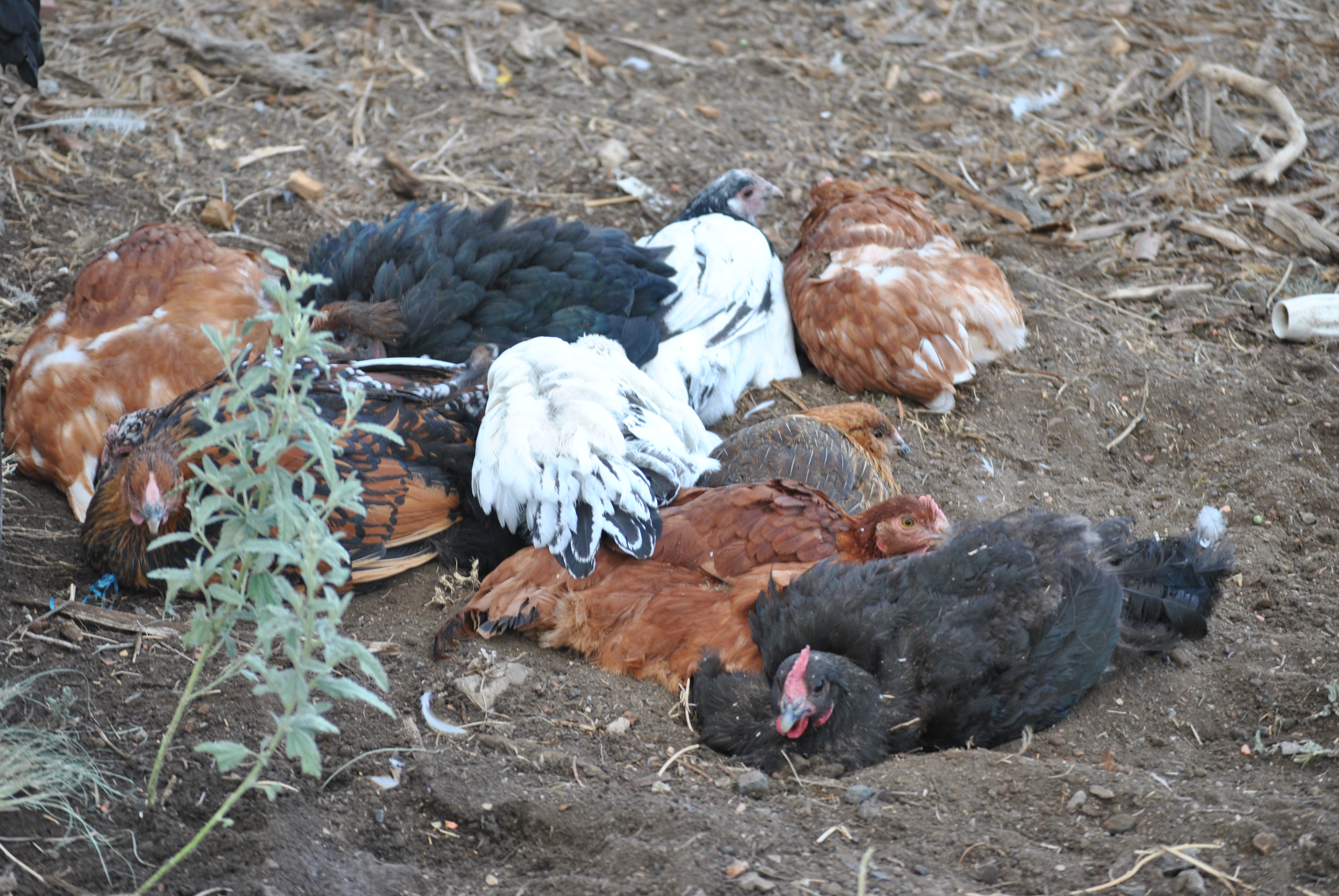 The chickens were having fun in the dirt, got it wet and nice and cool for them.