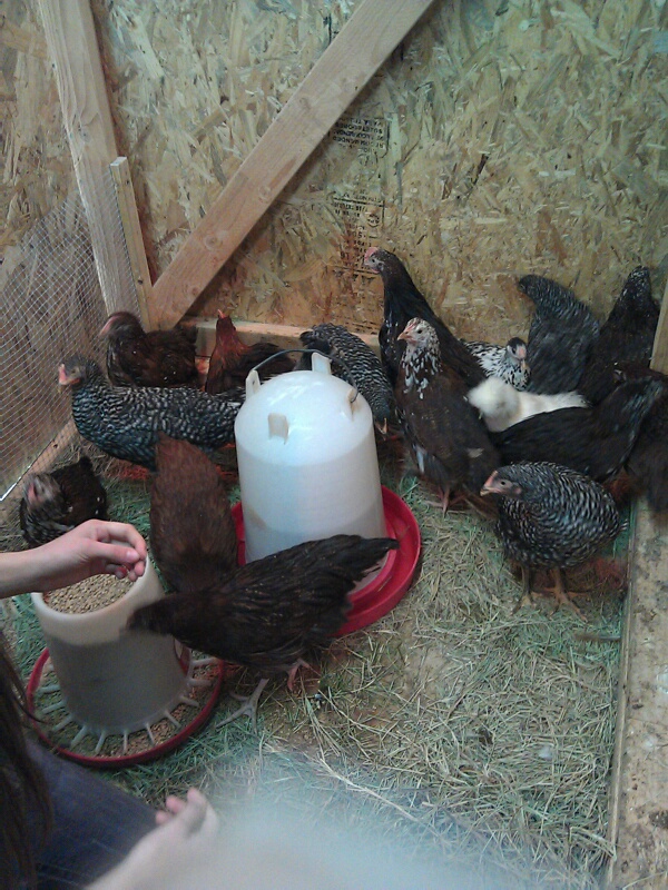 The chickens!