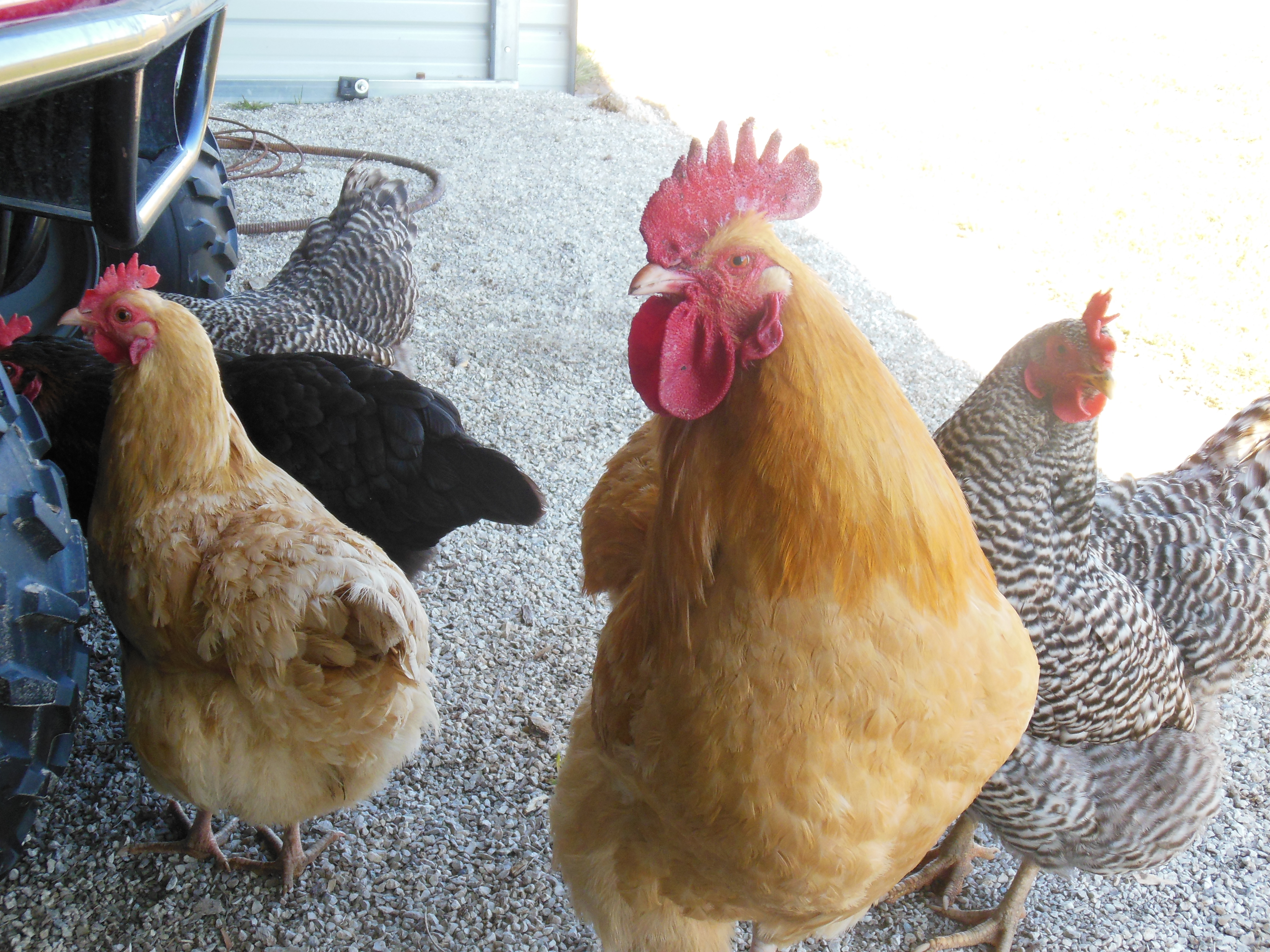 The chickens