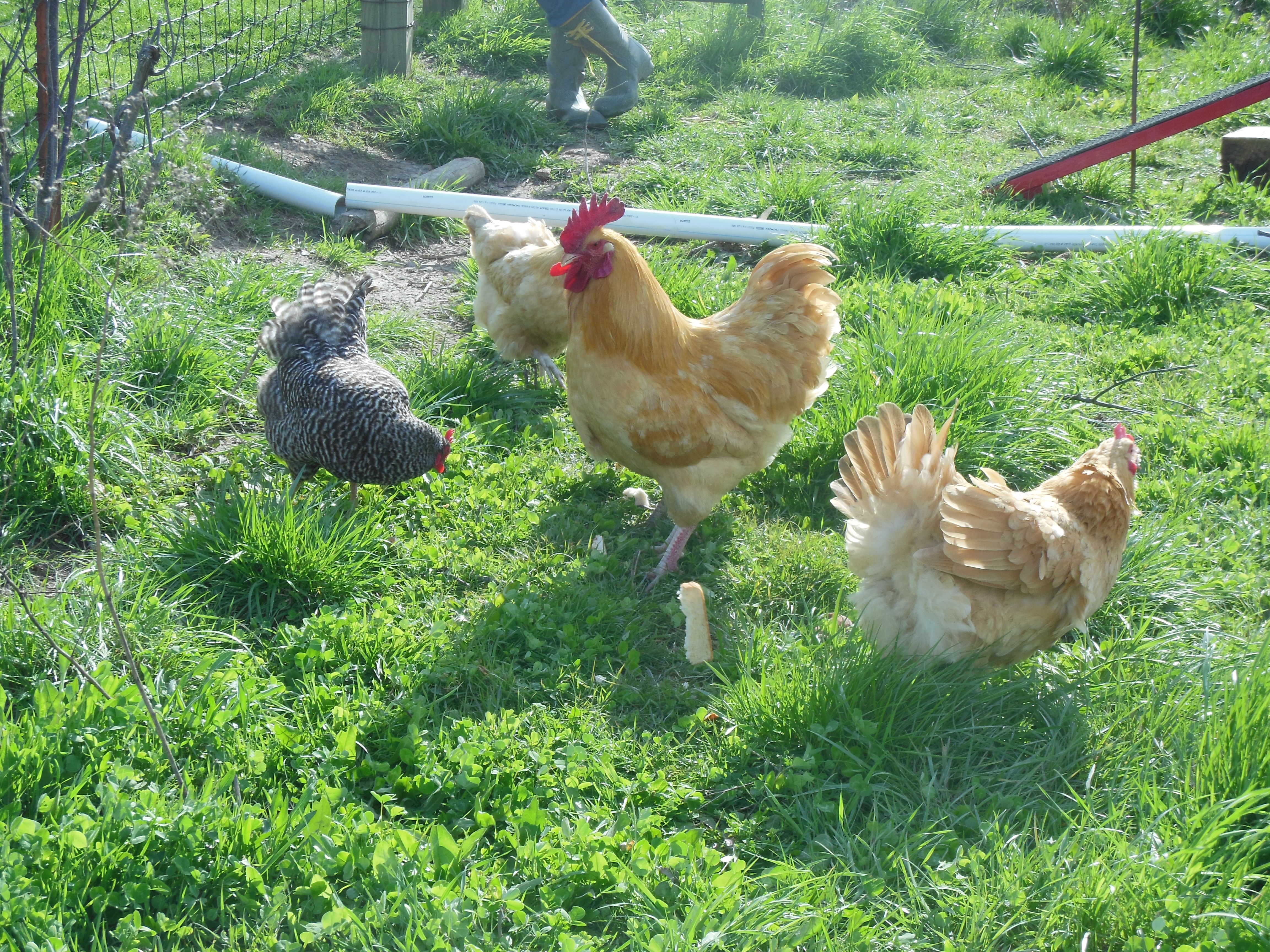 The chickens