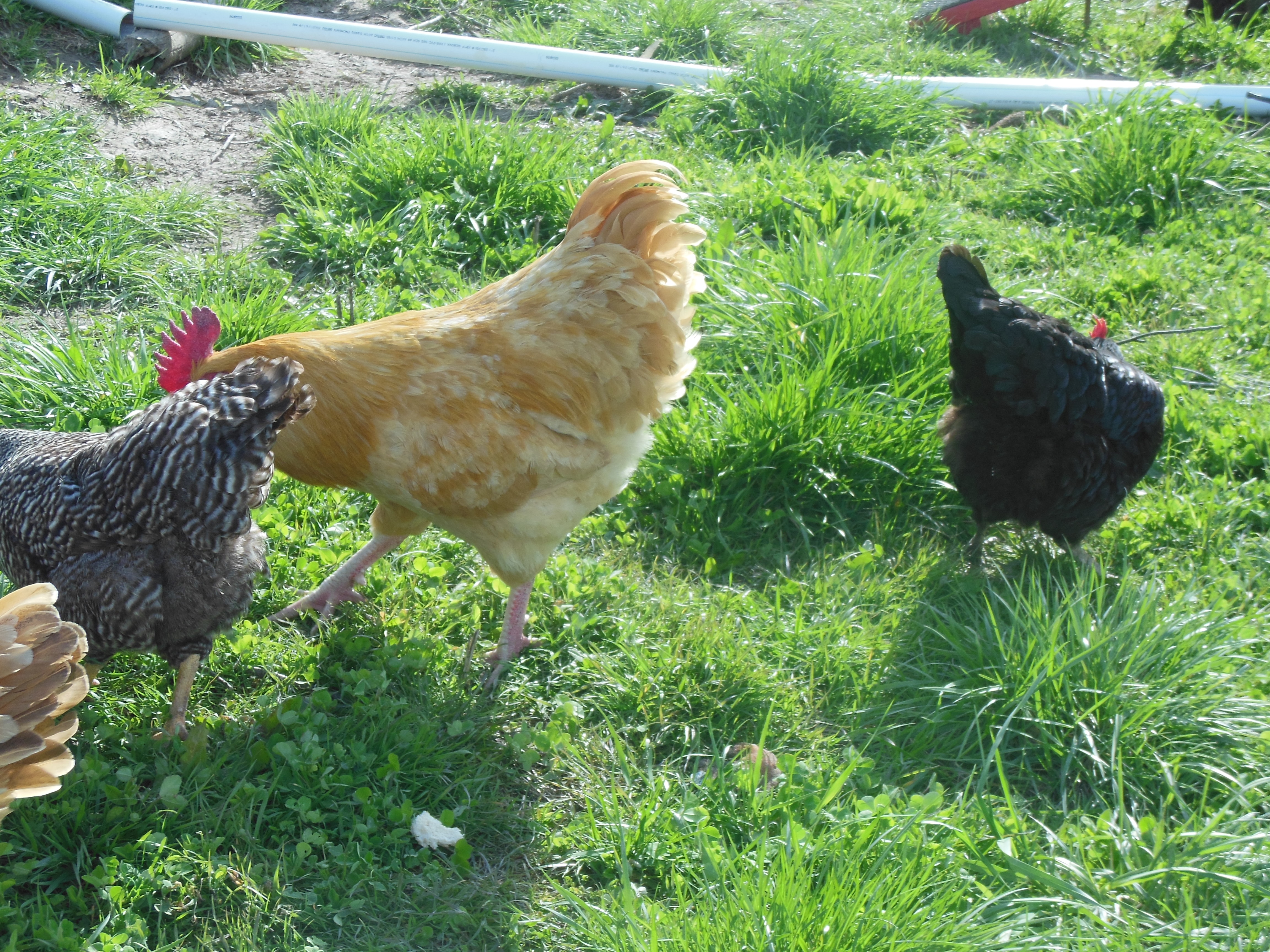 The chickens
