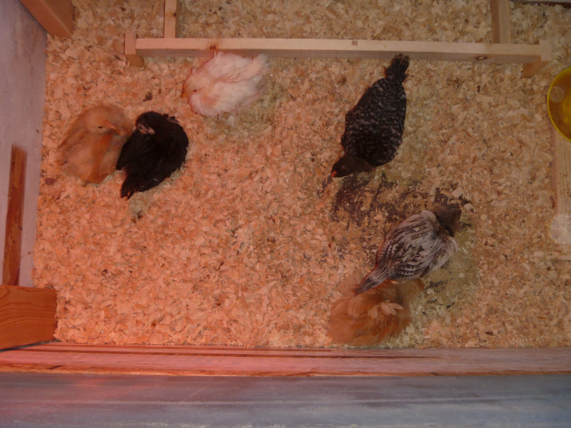 The chickies!  Weaning them off the heat.