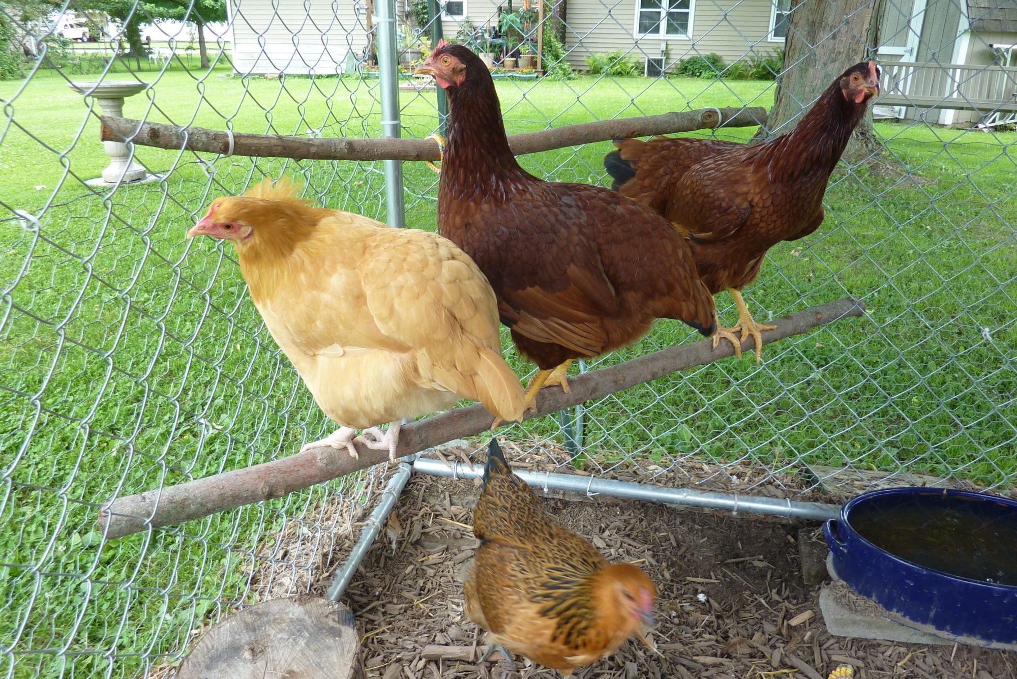 The Chickle-wickles........Just Hangin' Out...........