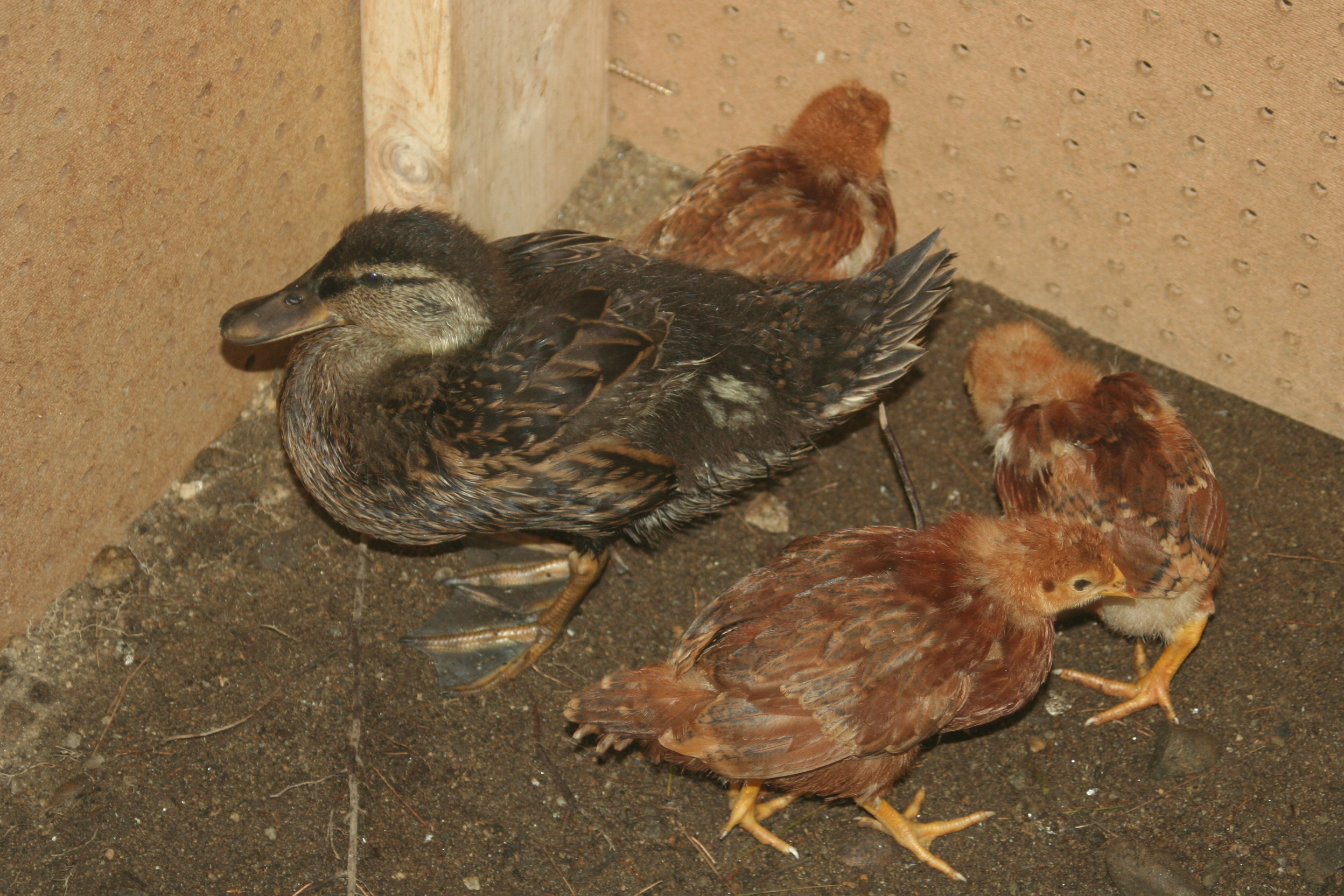 The chicks and duckling