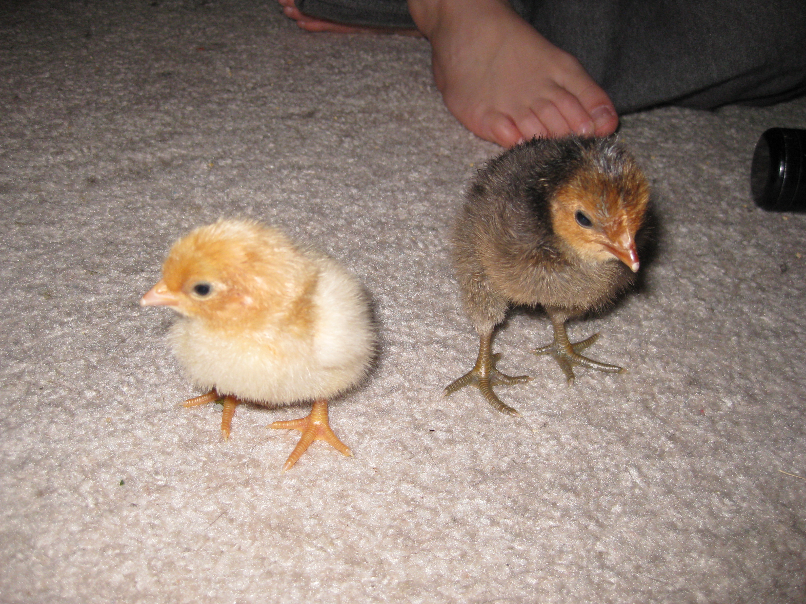 The chicks are a few days old