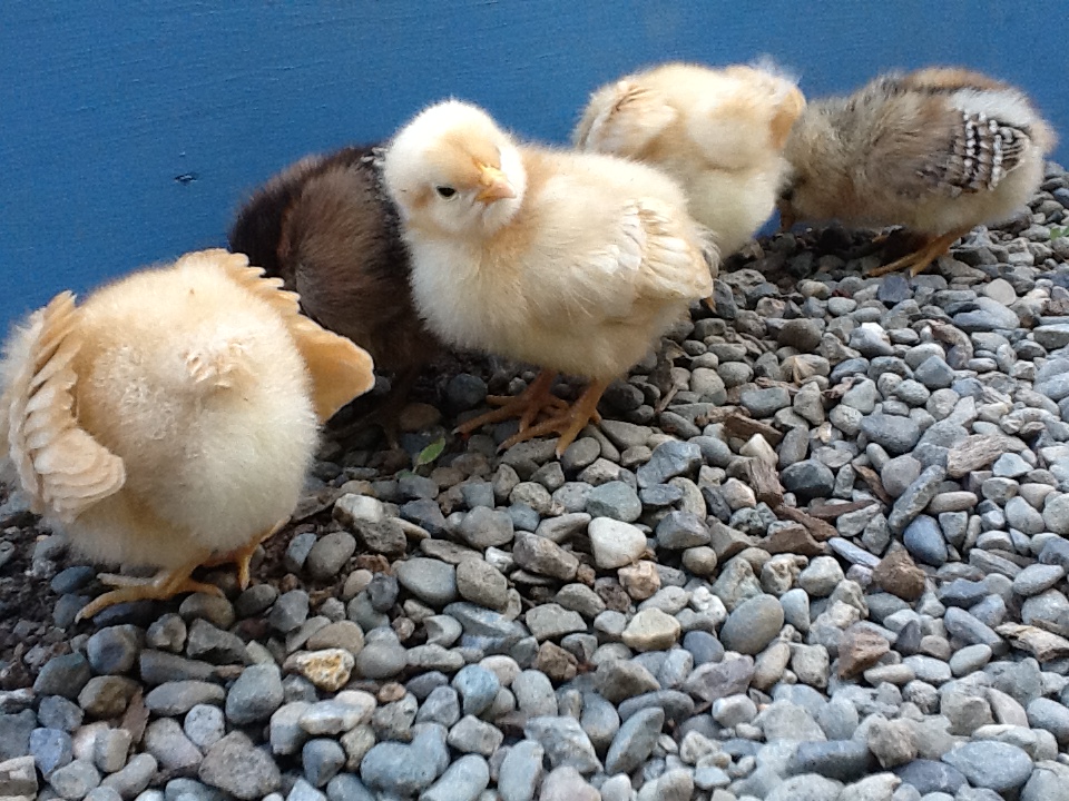 The chicks are digging for ants that live next to our garden box.  Goldie was looking at the camera saying "What?"