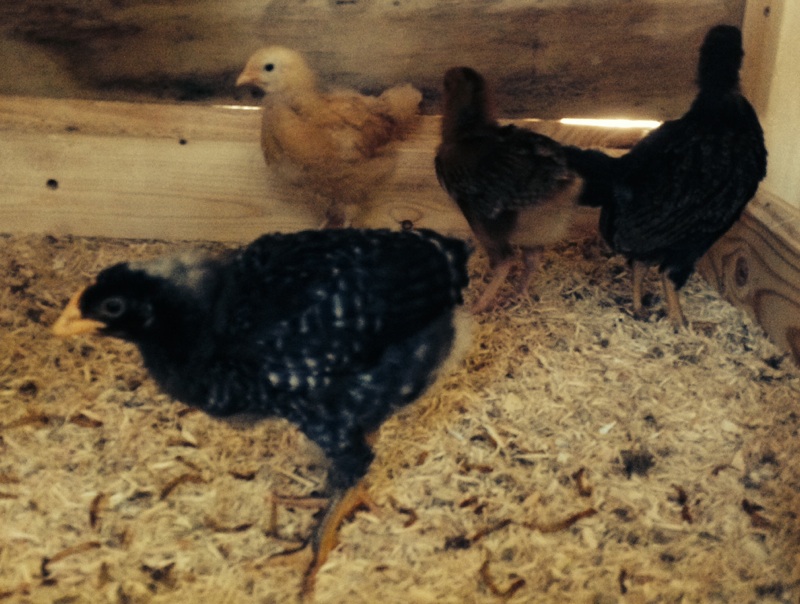 The chicks are growing.  Ruth (Barred PR) doesn't have  a tail yet