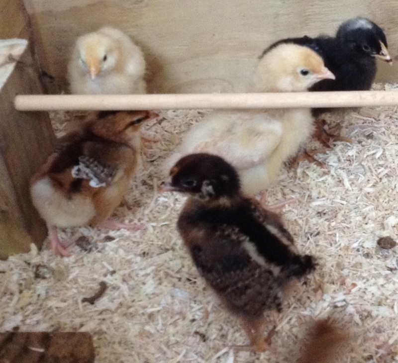 The chicks are growing