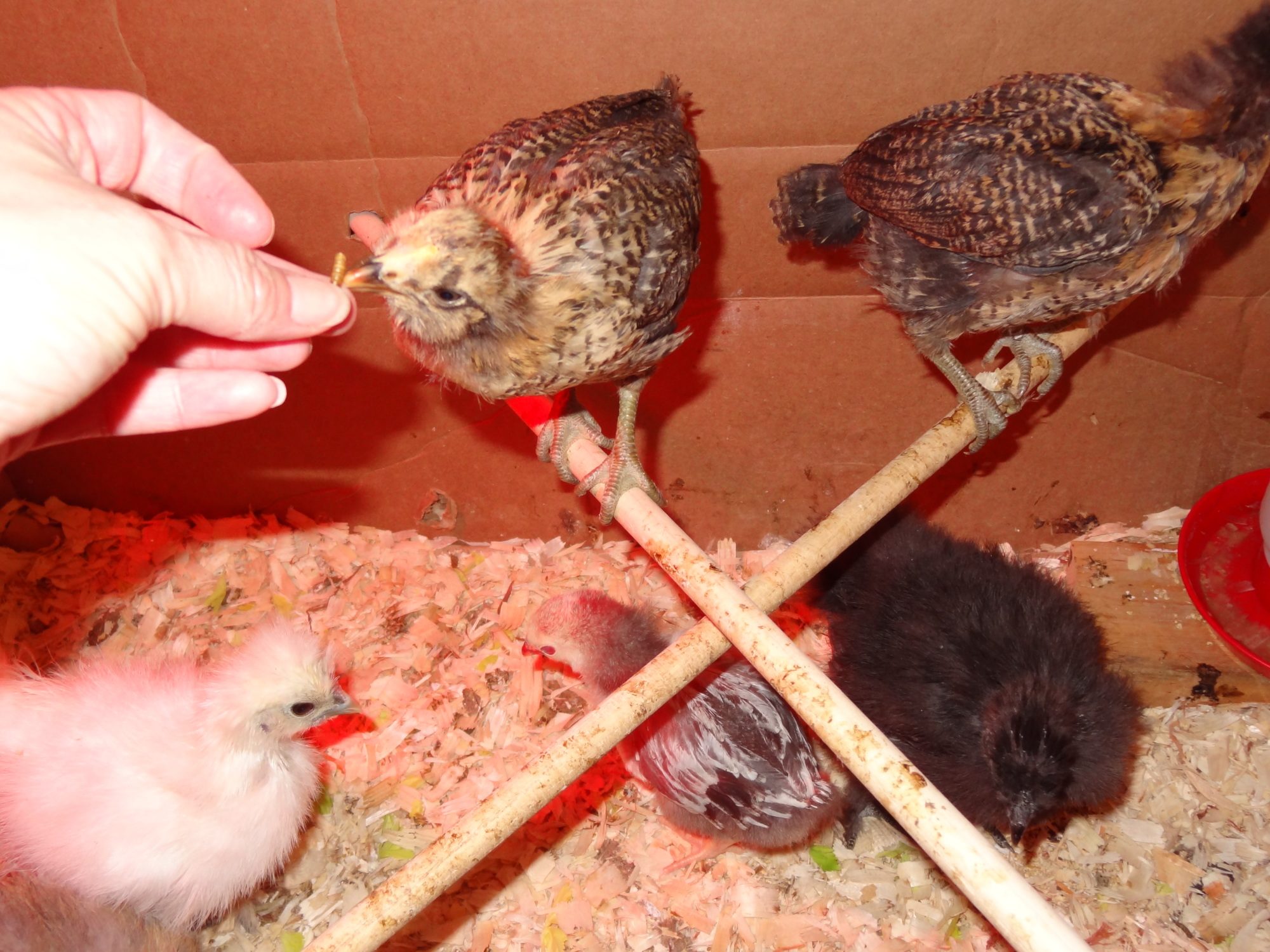 The Chicks are pretty ready too.... but Patty is still so tiny and still has her Fluff~