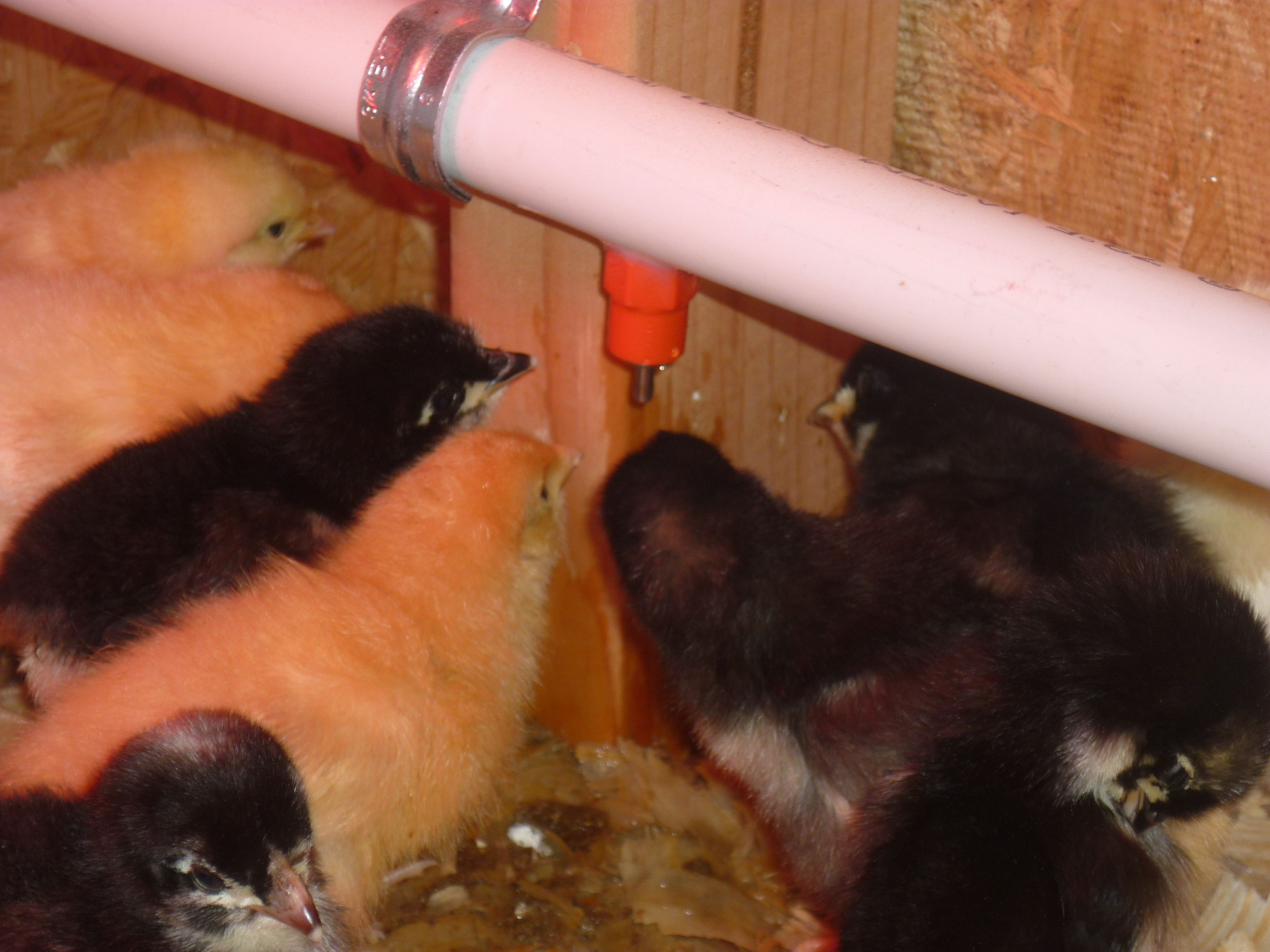The chicks drinking from one of six nipples.  The PVC pipe can be raised as the chicks grow.