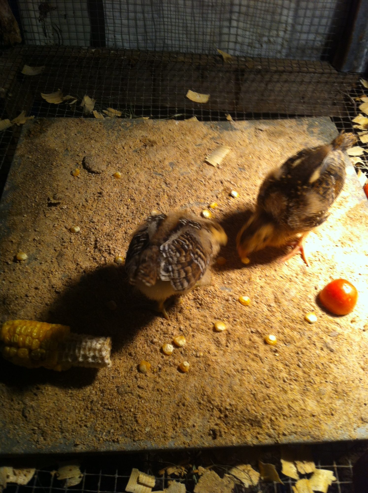 The chicks eating corn from the garden.