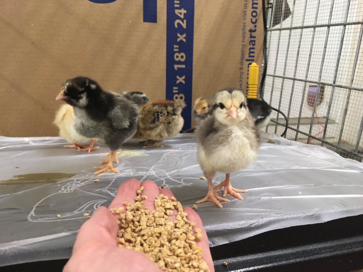 The chicks enjoyed the top of the heat plate