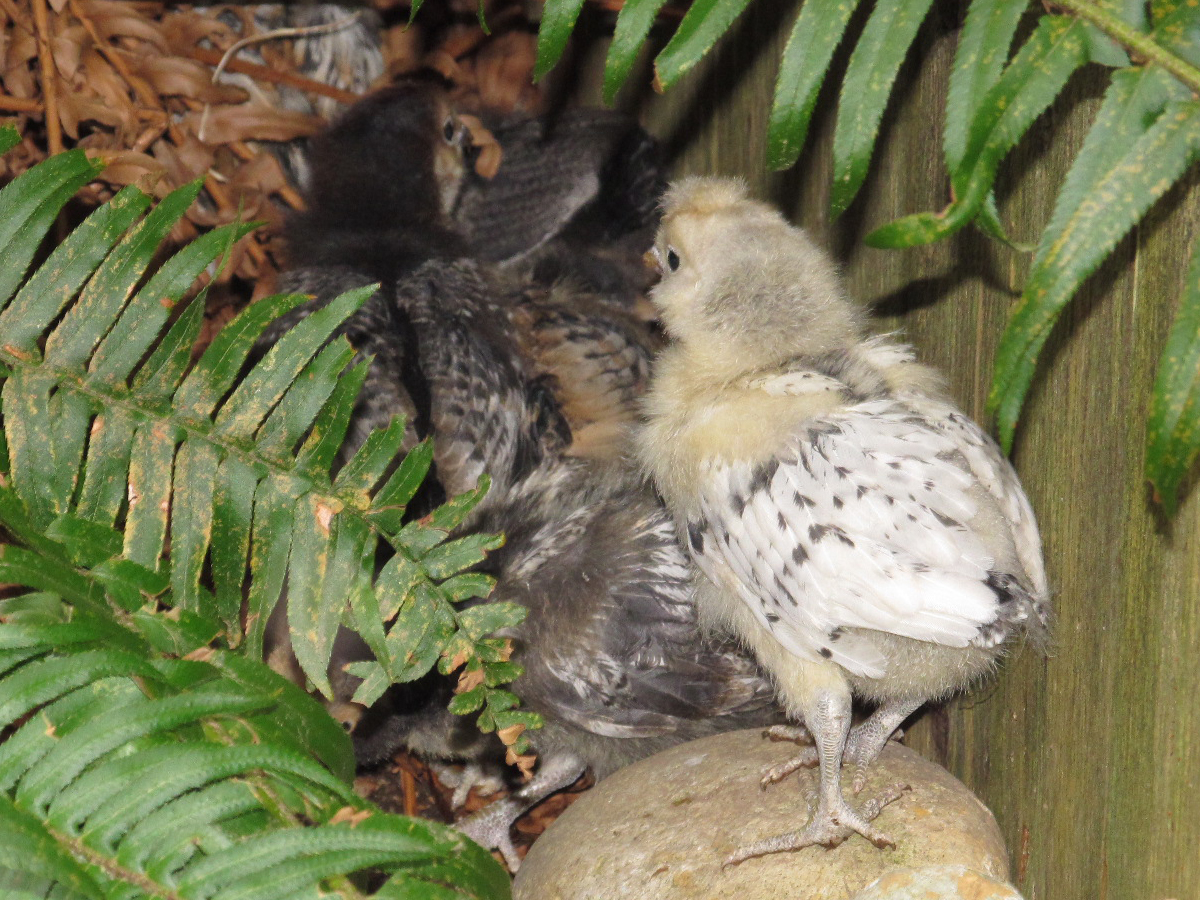 The chicks exploring outside under the ferns, three weeks.