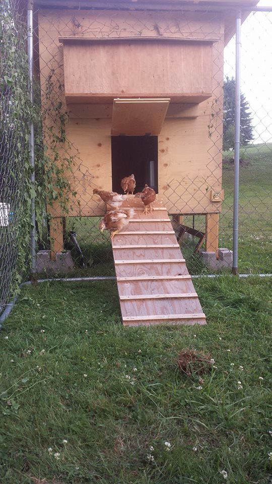 The chicks first day outside (we had an unused dog kennel that we setup for a secure run - we have a lot of birds of prey in our area so free range wasn't my first choice)