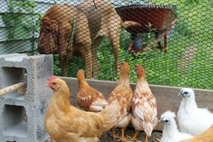 The chicks follow Berta around everywhere