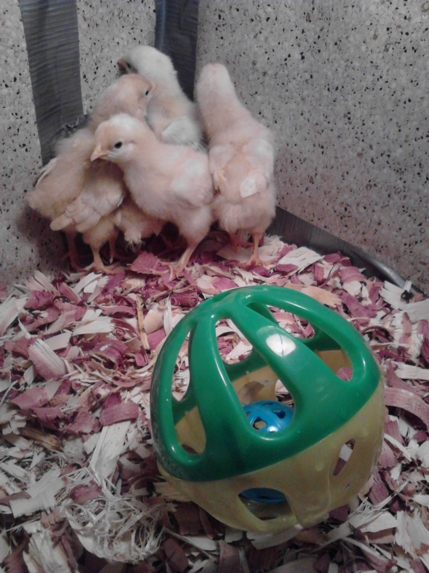 The chicks had their brooder, floor covering, food and water.  I felt they needed some stimulating entertainment, so I bought them a toy.  Don't all babies need toys?  When I put their toy in their box, it was run for your lives into the corner as far as you can get from that THING.