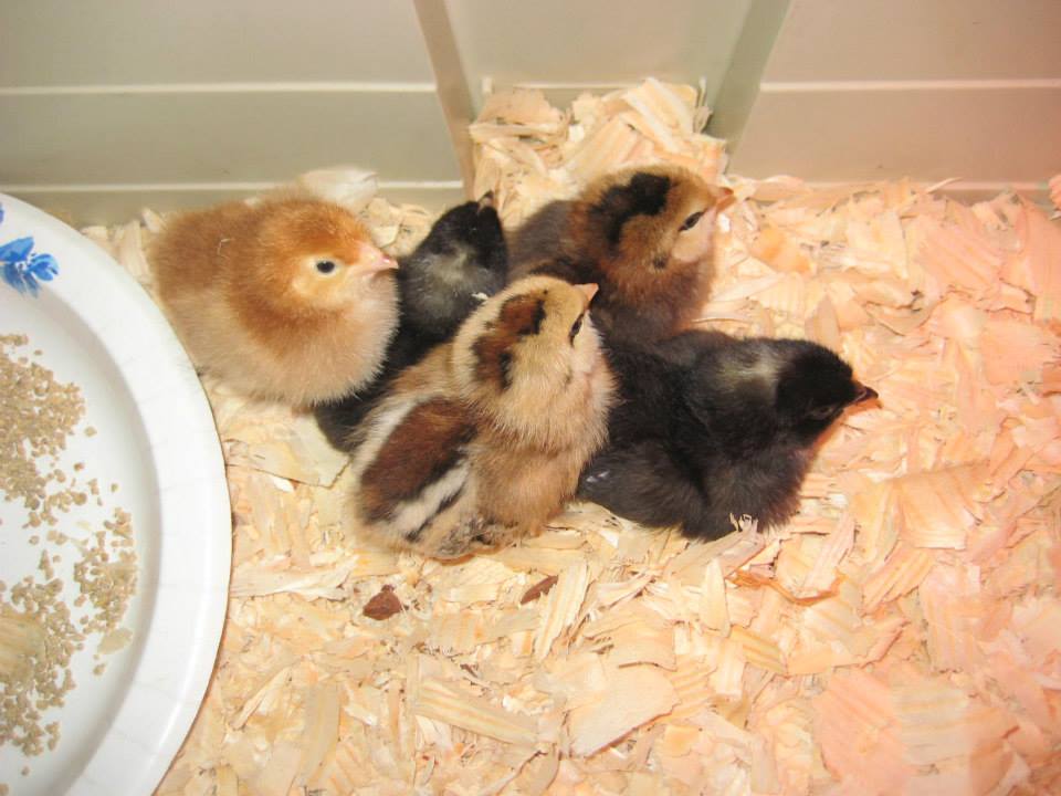 *
The chicks have arrived!