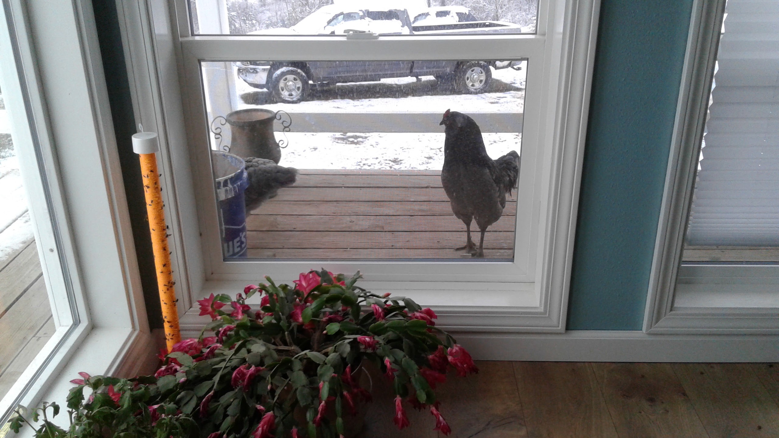 The chicks I hatched in my bator.