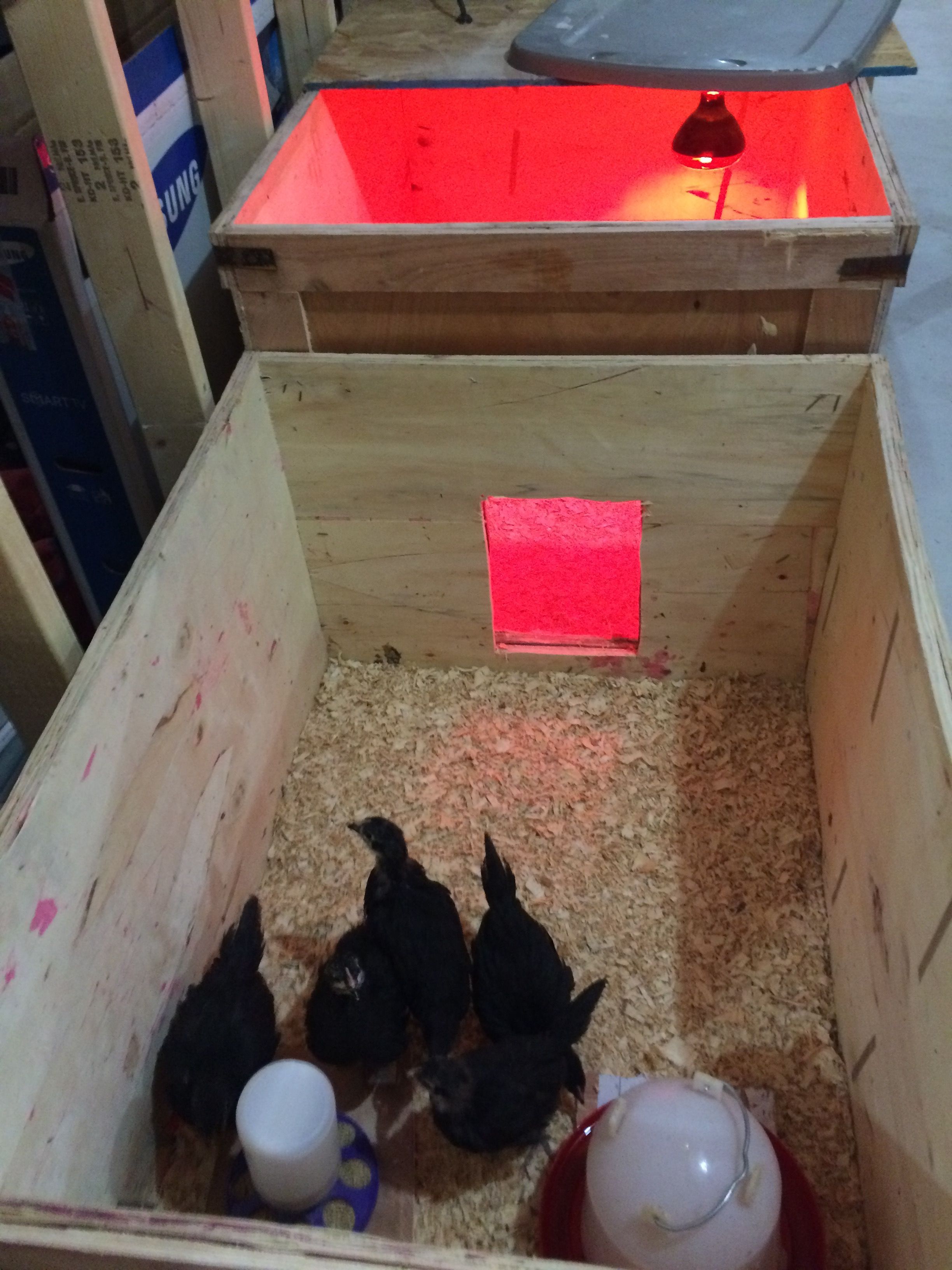 The chicks new expanded brooder... first time doing chicks over winter. I want to keep them in as long as possible