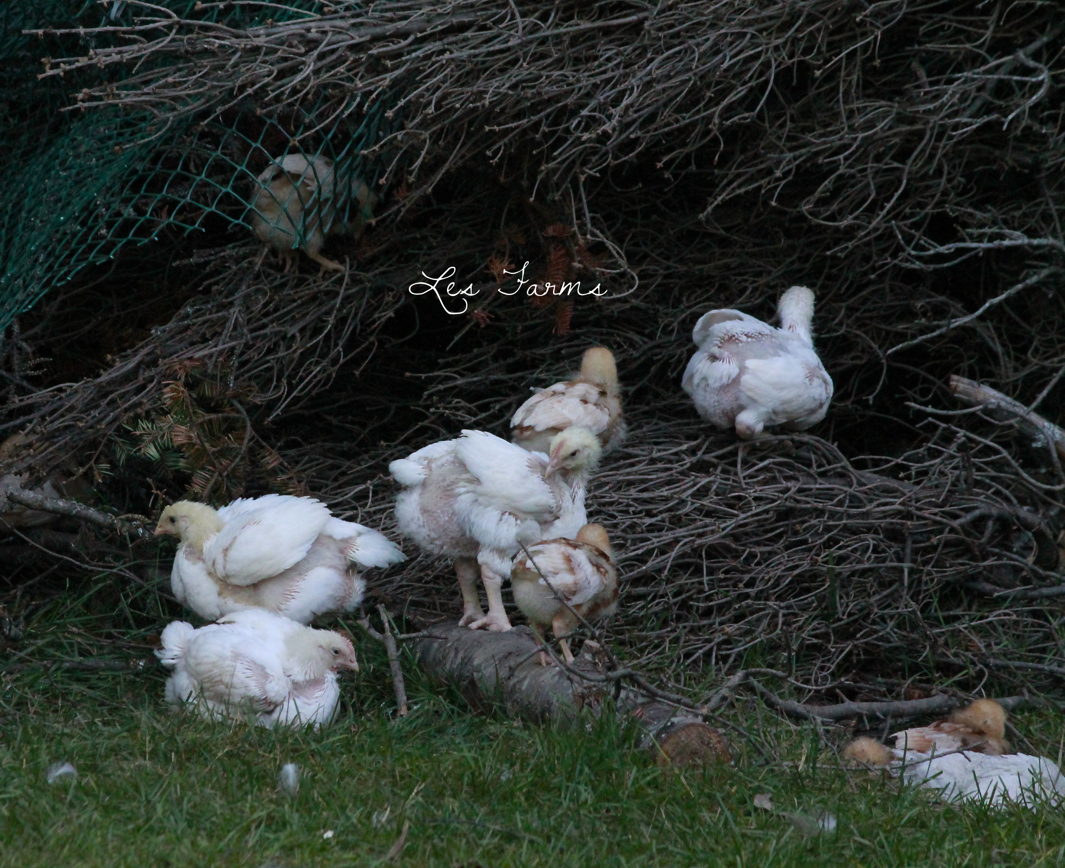 The chicks on their playground