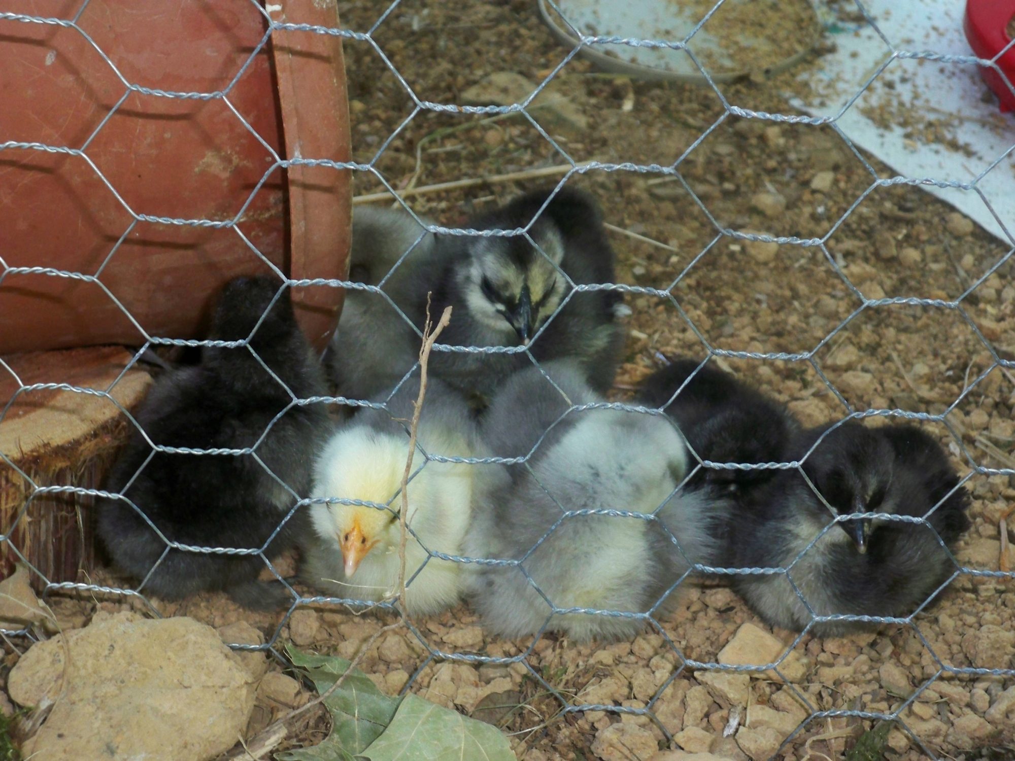 the chicks outside