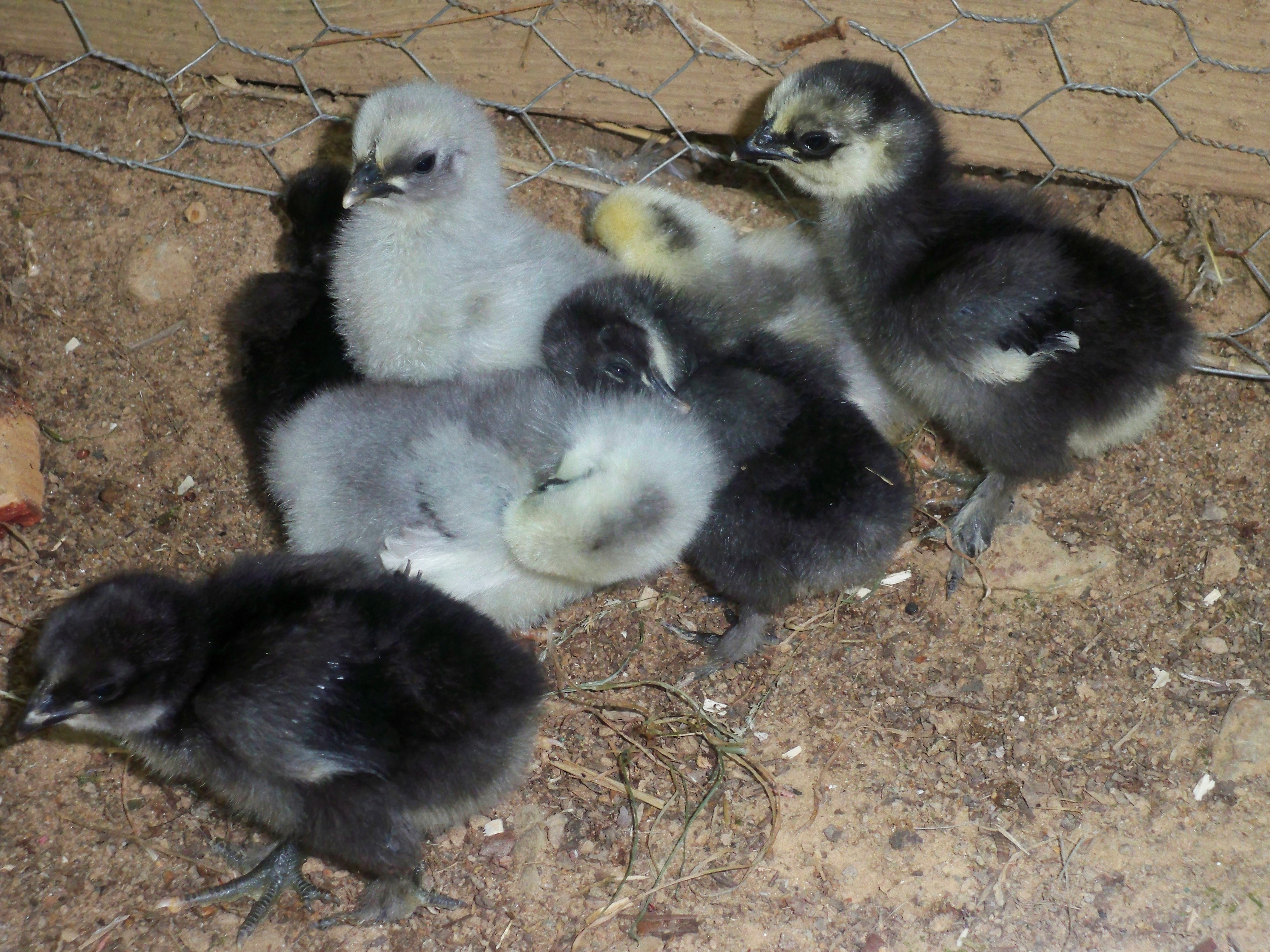 the chicks outside