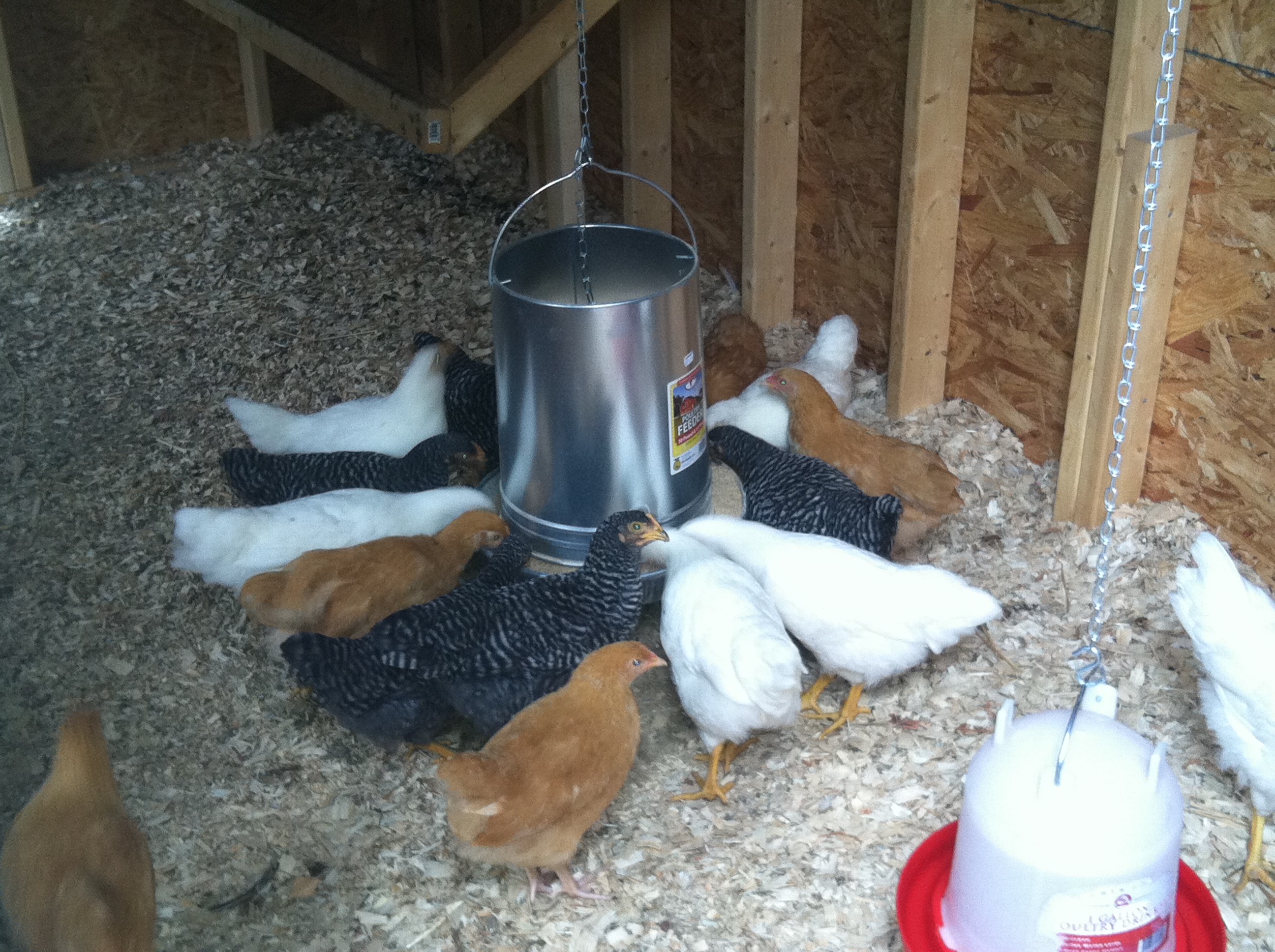 The chicks testing out the new feeder