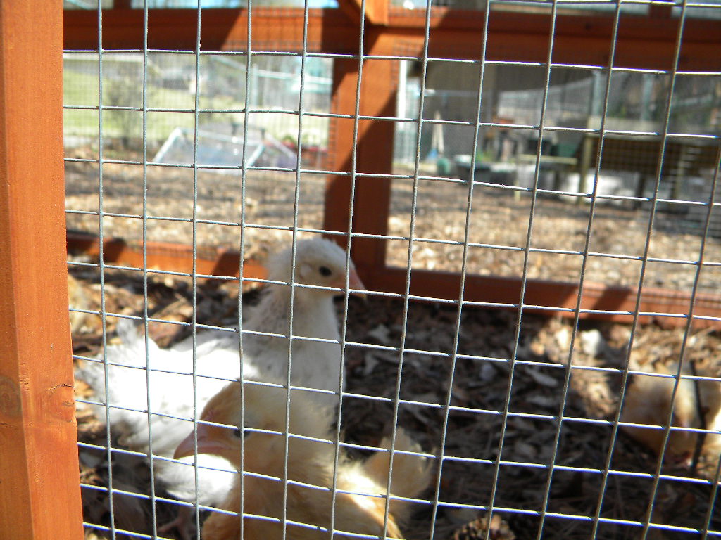 The chicks took a few days vacation in Texas while we were looking for a house to move too.  They rode in their box with water and food.  They were very well behaved clucking and chirping very softly.  When we came back, I needed to take Diva Della's weekly picture.  I picked her up, she flapped her wings and crawled to my shoulder.  I tried to get her, but she moved to my back.  I ended up going into the house to get my husband's help to get Diva Della off my back.  I have decided maybe she is a little too big and active for little visitations and in-house photo opts.  We have had a few warm days so I have taken all of them out to the Run to play and do what chickens do.  They LOVED it!