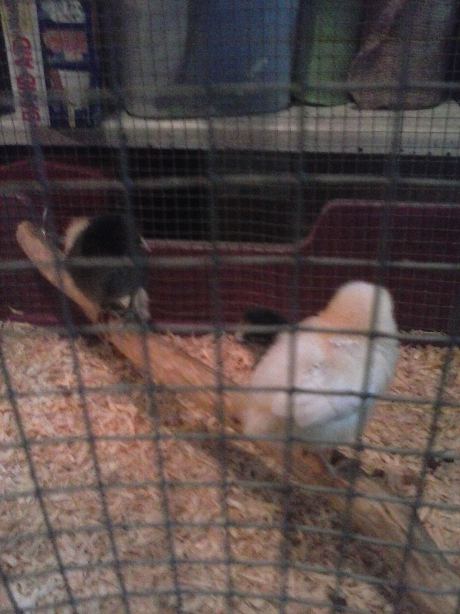 the chicks using their first perch ever lol
 ?;~)$