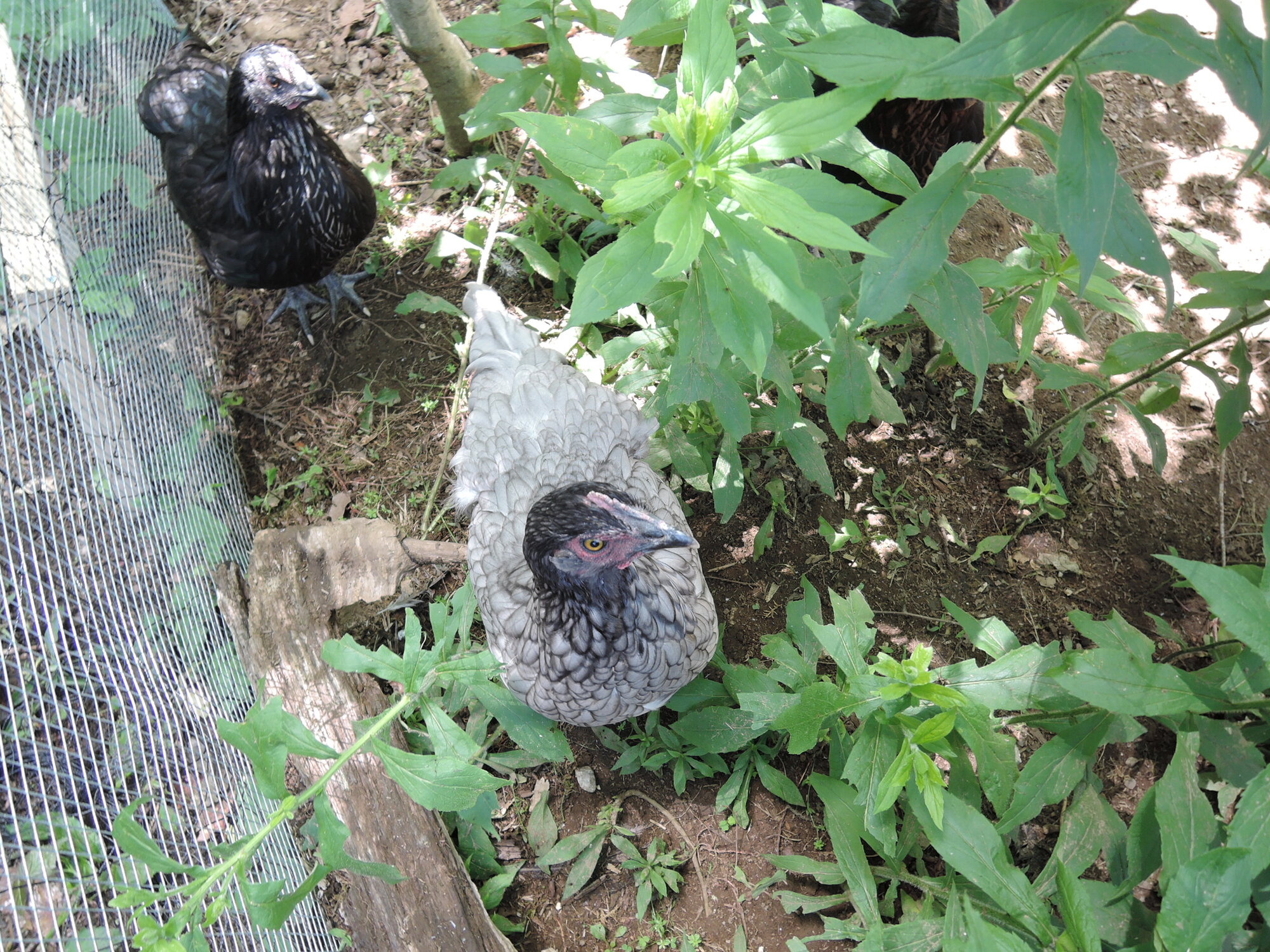 The chicks when they were younger