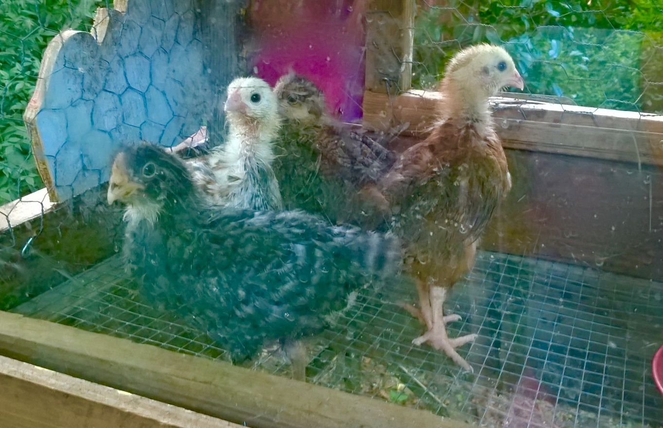 the chicks